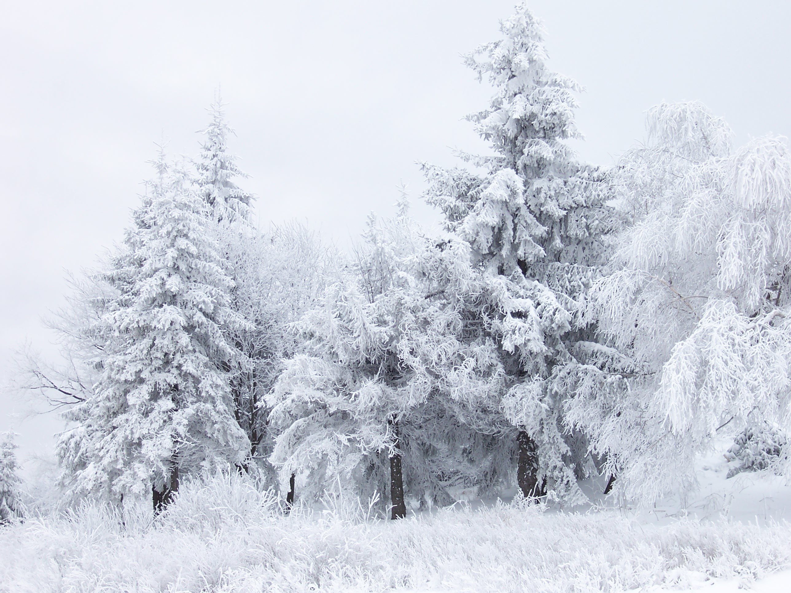15 best let it snow images on Pinterest Snow scenes, Winter scenes and Winter snow