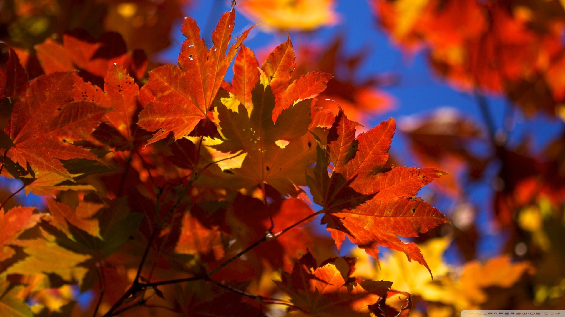 Fall Leaves Wallpaper Desktop Background