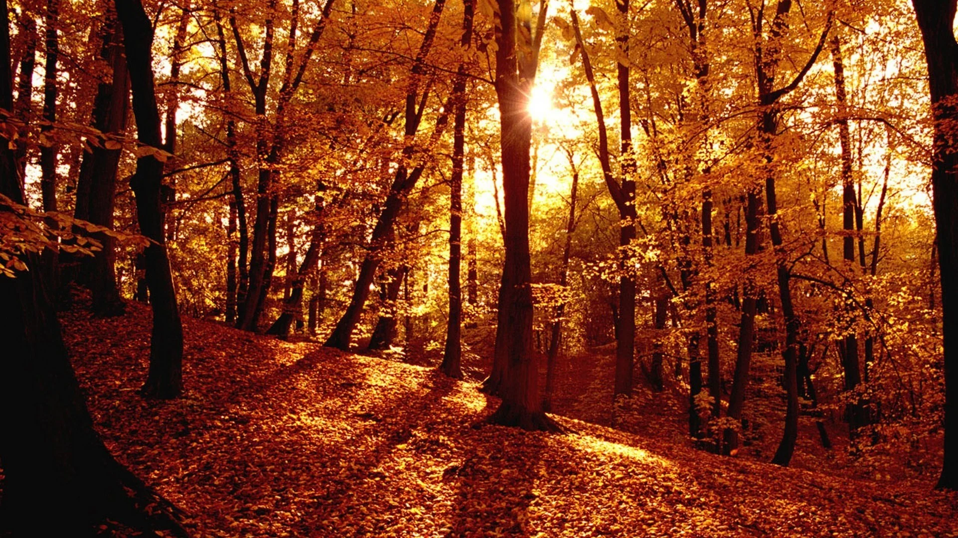 Autumn Forest Full HD Wallpaper