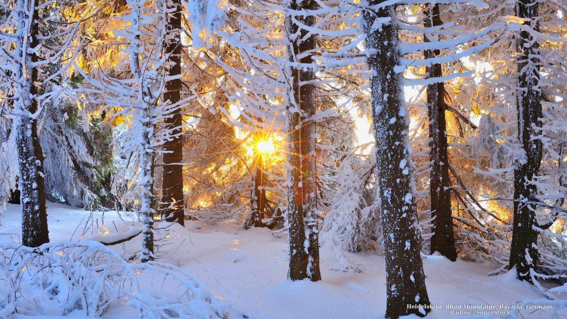 Forests Tag – Snowy Sun Snow Winter Trees Forests Forest Shining Nature  Good Picture Ideas for
