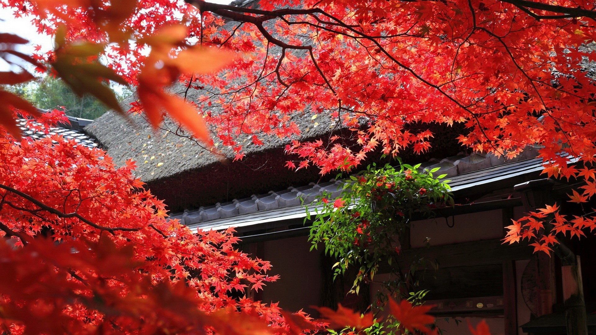 Leaves – Leaves Autumn Red Japan Tree Nice Nature Picture World for HD 169