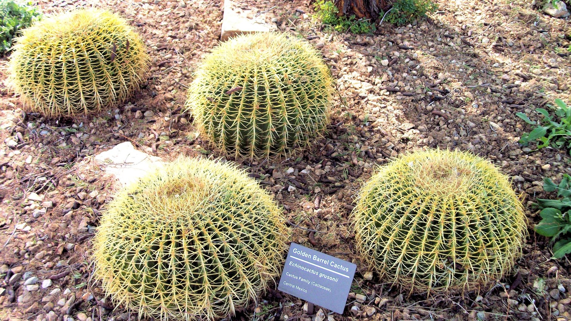 Desert – Golden Barrel Cactus Zgolden Arizona Desert Botanical Garden Phoenix Papago Park Pictures For Desktop