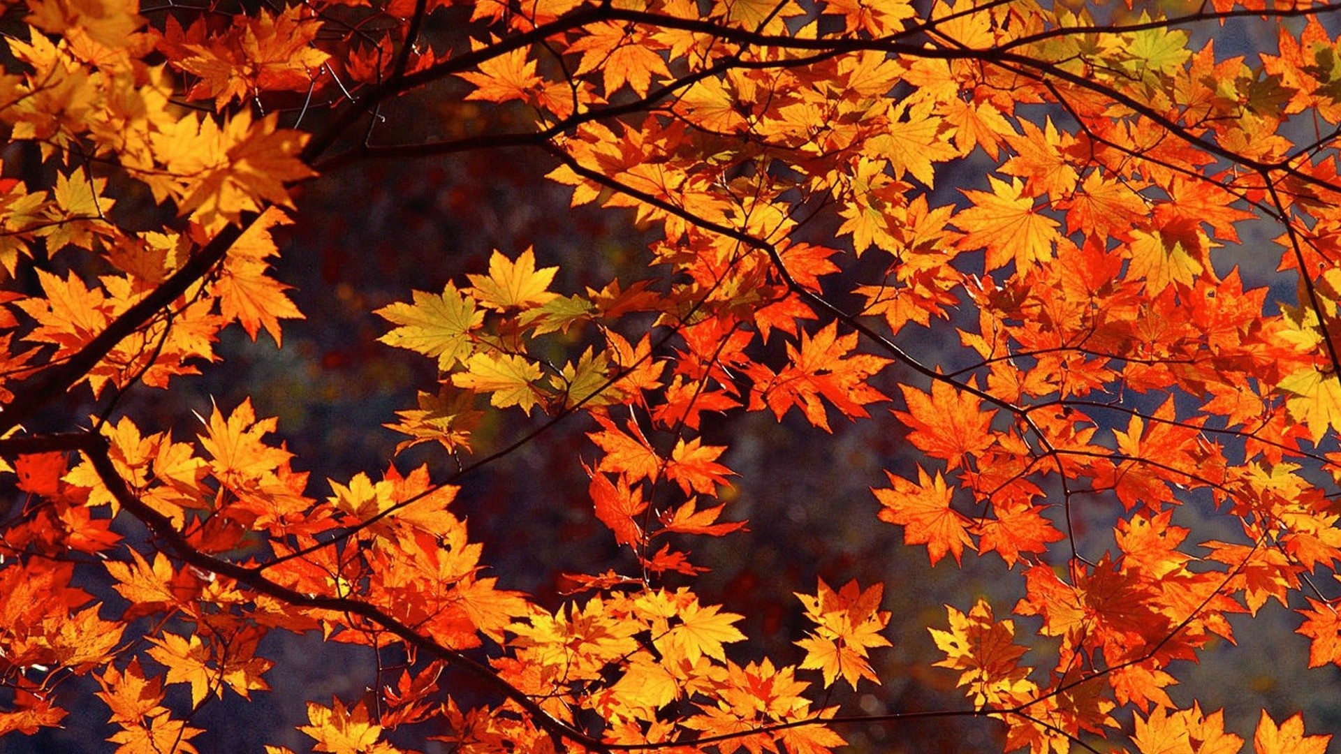 Japan Autumn desktop PC and Mac wallpaper Â· autumn scene  wallpapers …