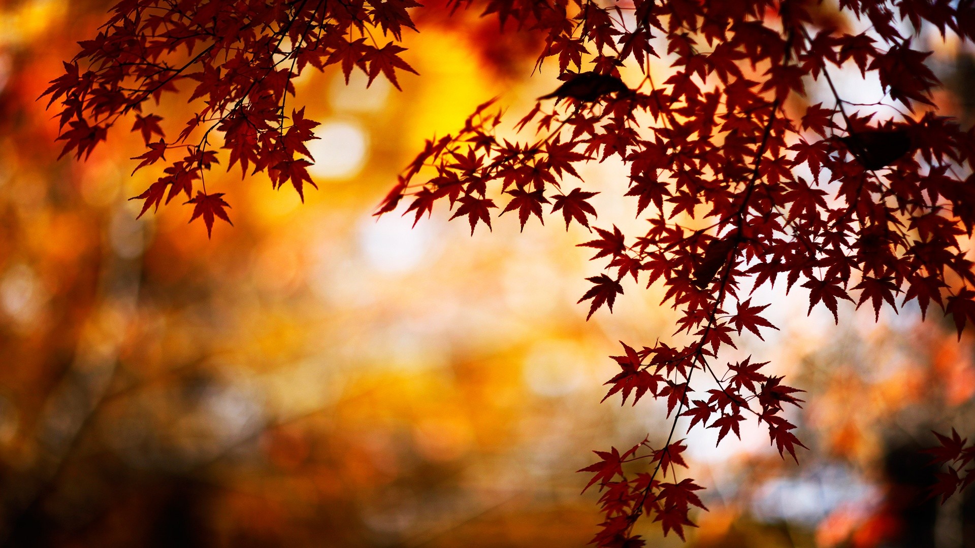 Wallpaper Fall nice hd wallpapers with red and orange colors
