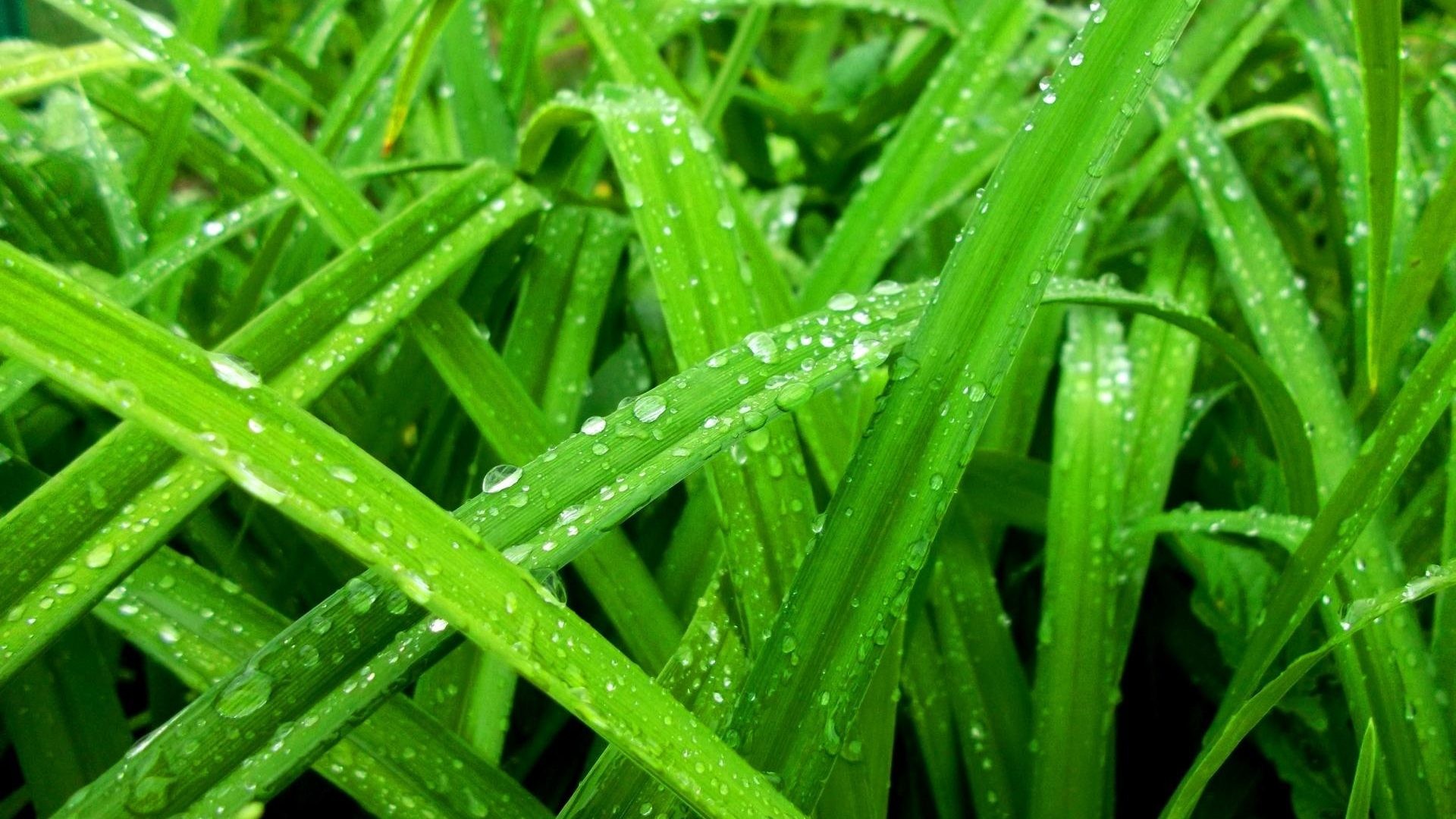 Spring Grass Water Color Rain Nature Drops Seasons Green Computer Wallpapers Hd Detail
