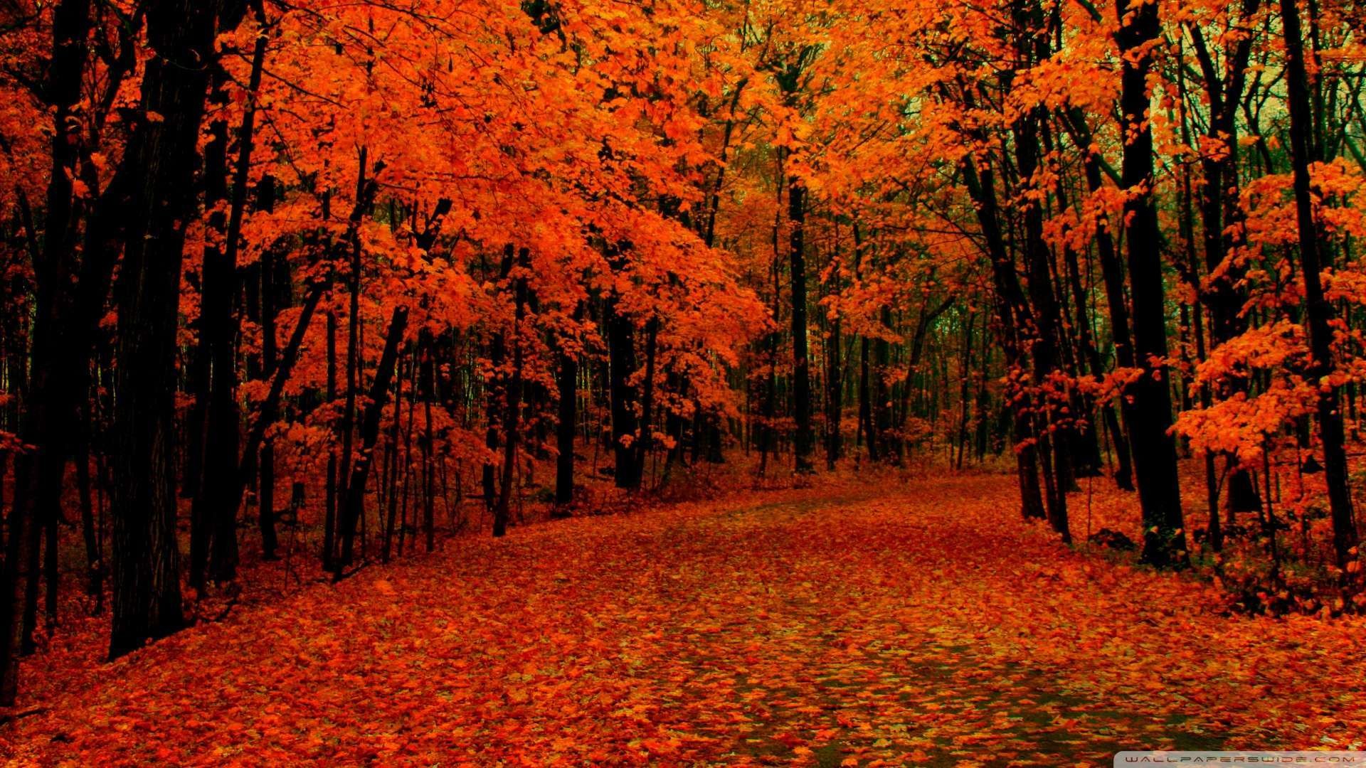 Wallpaper: Fall Path Wallpaper 1080p HD. Upload at February 2, 2014 by .