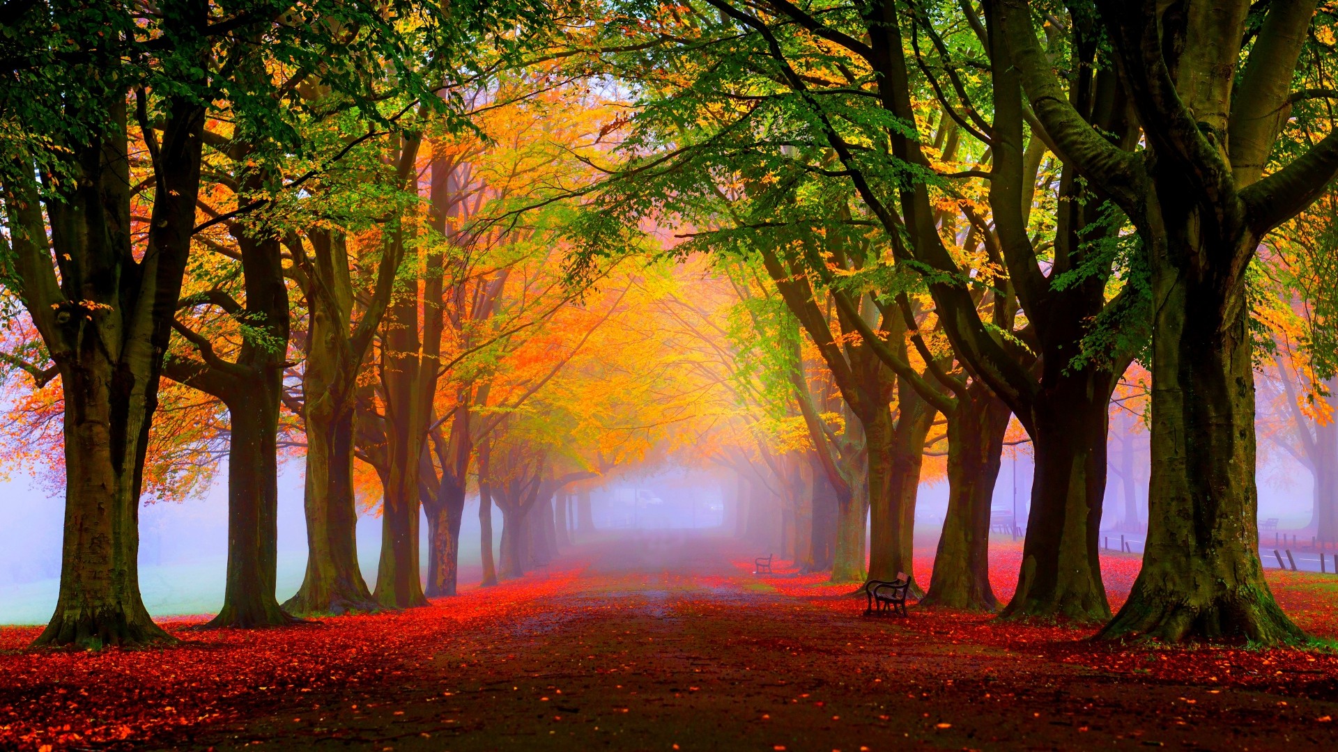 Fall Foliage Wallpapers Free Download
