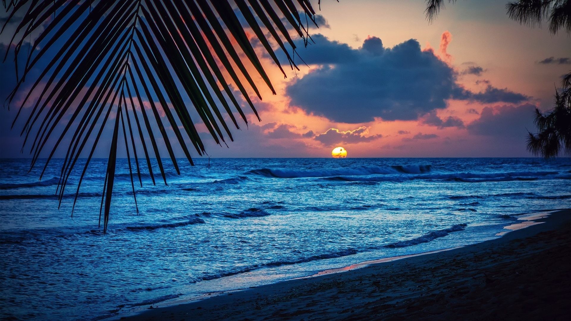 Caribbean Tag – Sun Leaves Palm Sea Barbados Silhouette Nature Landscape  Beach Sunset Evening Trees Caribbean