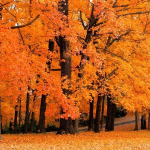 Pretty Fall Backgrounds