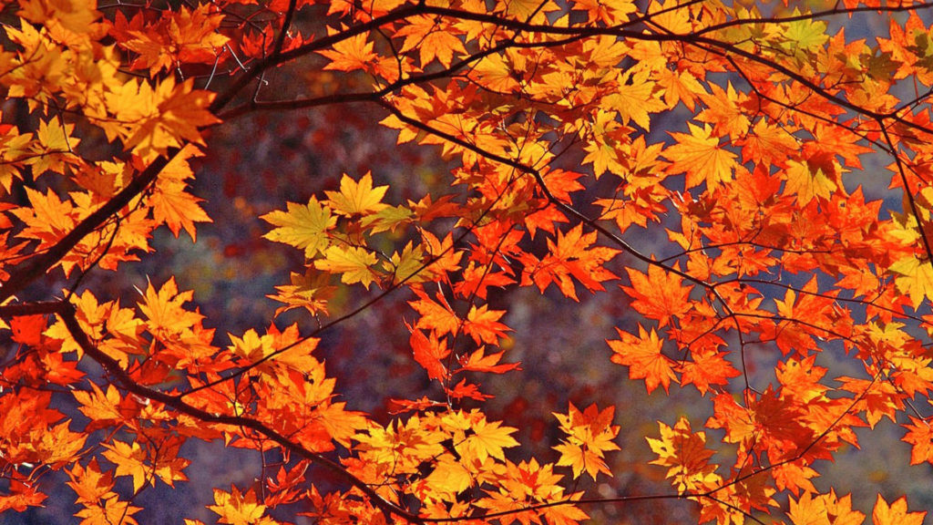 46+ Pretty Fall Backgrounds