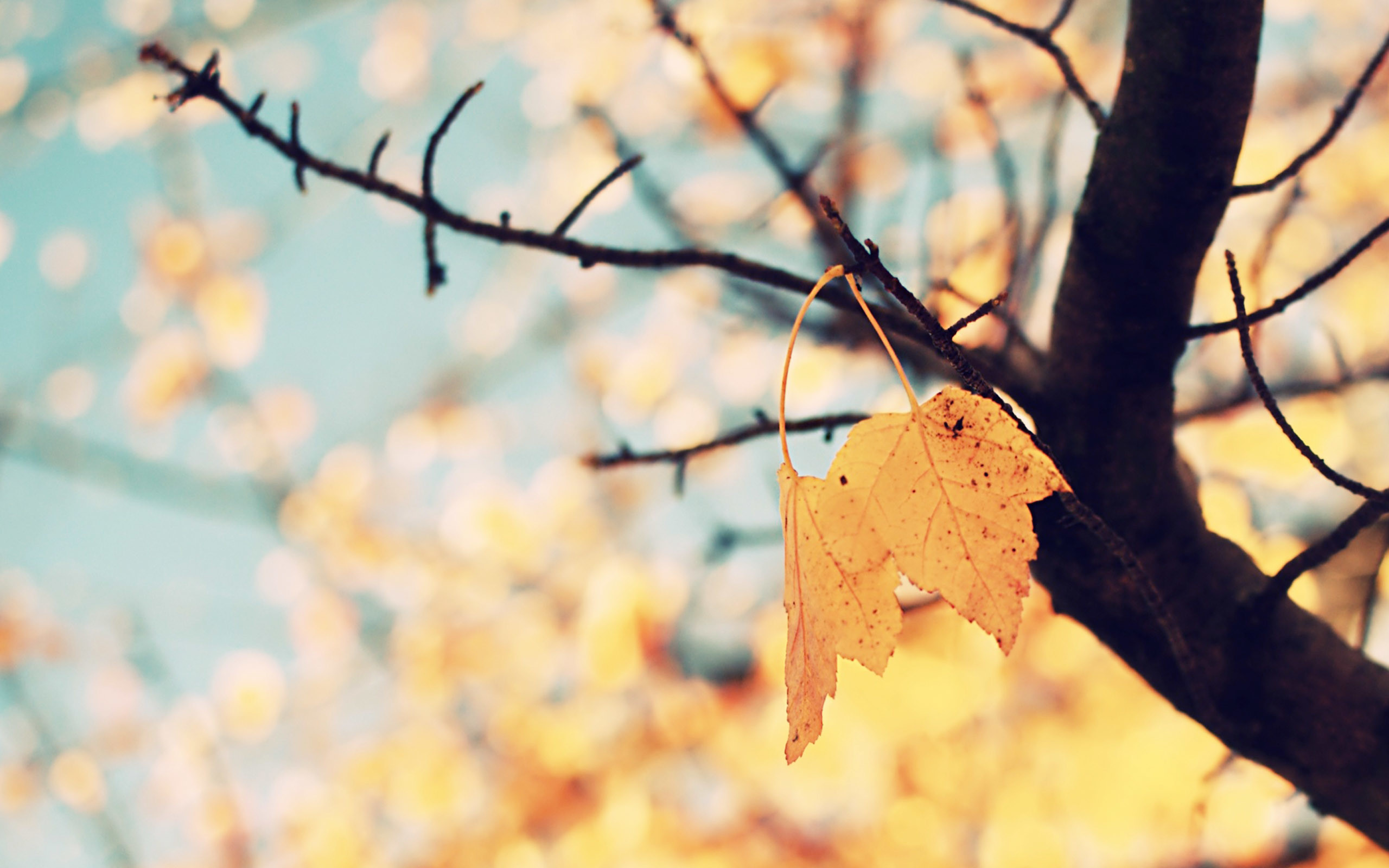 46+ Pretty Fall Backgrounds