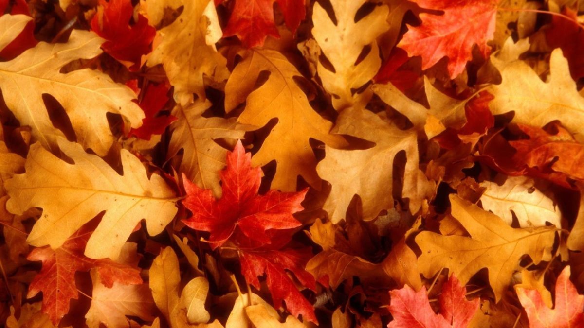 46+ Pretty Fall Backgrounds