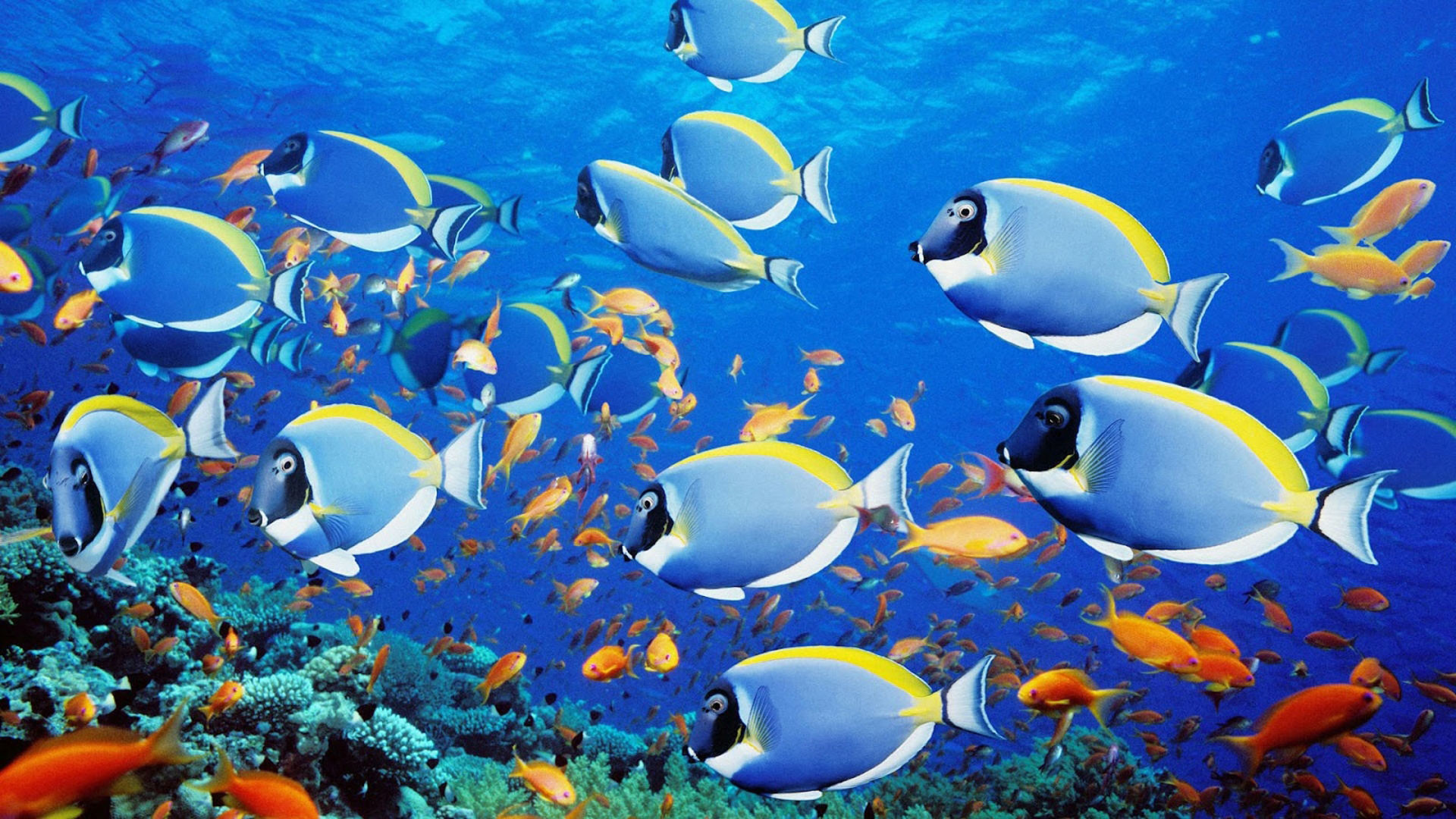 Blue Ocean Wallpaper with Fish 19201080 Fish Animal Pictures Wallpapers 33 Wallpapers