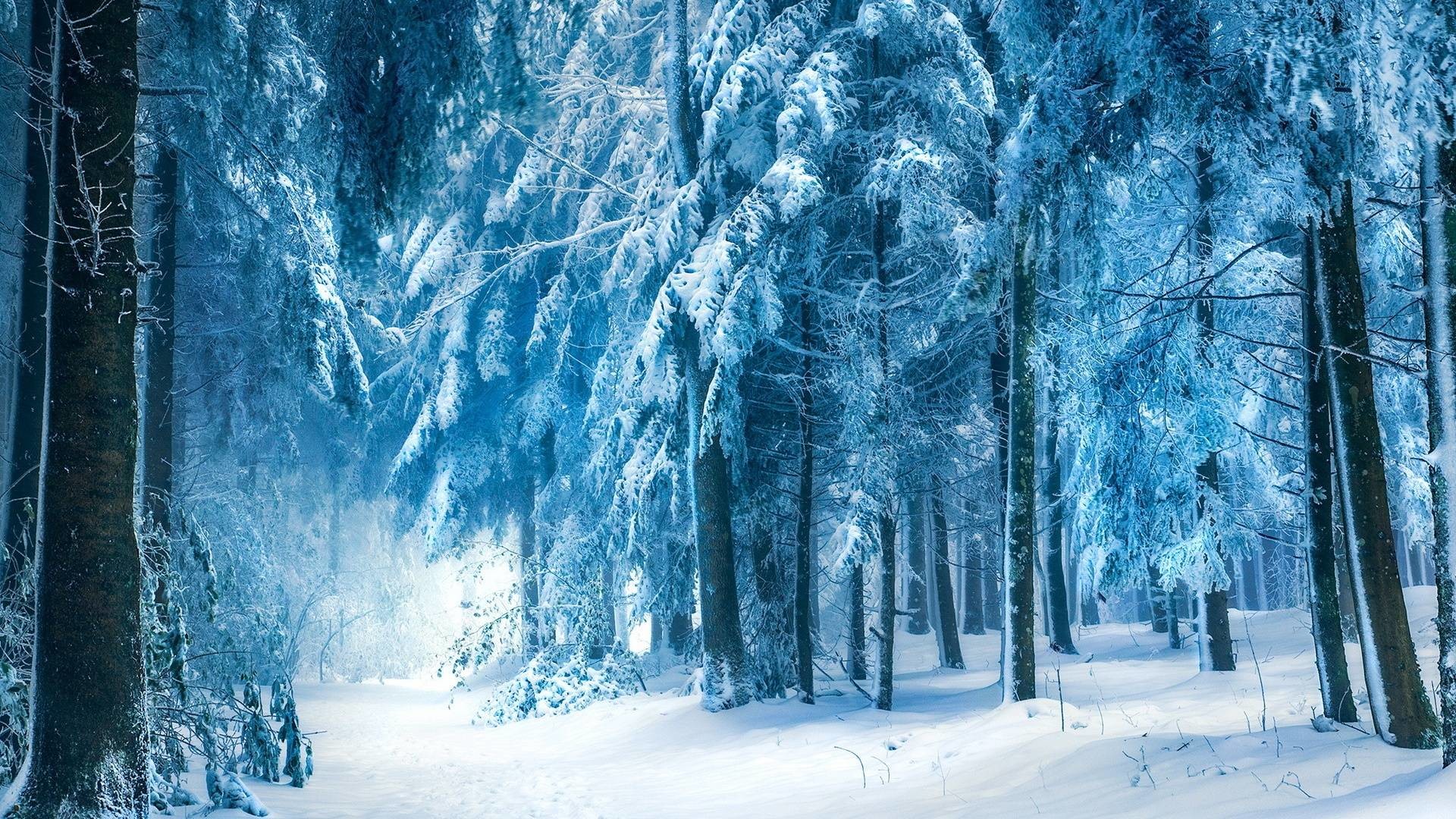 Wallpapers For Snowy Dark Forest Wallpaper