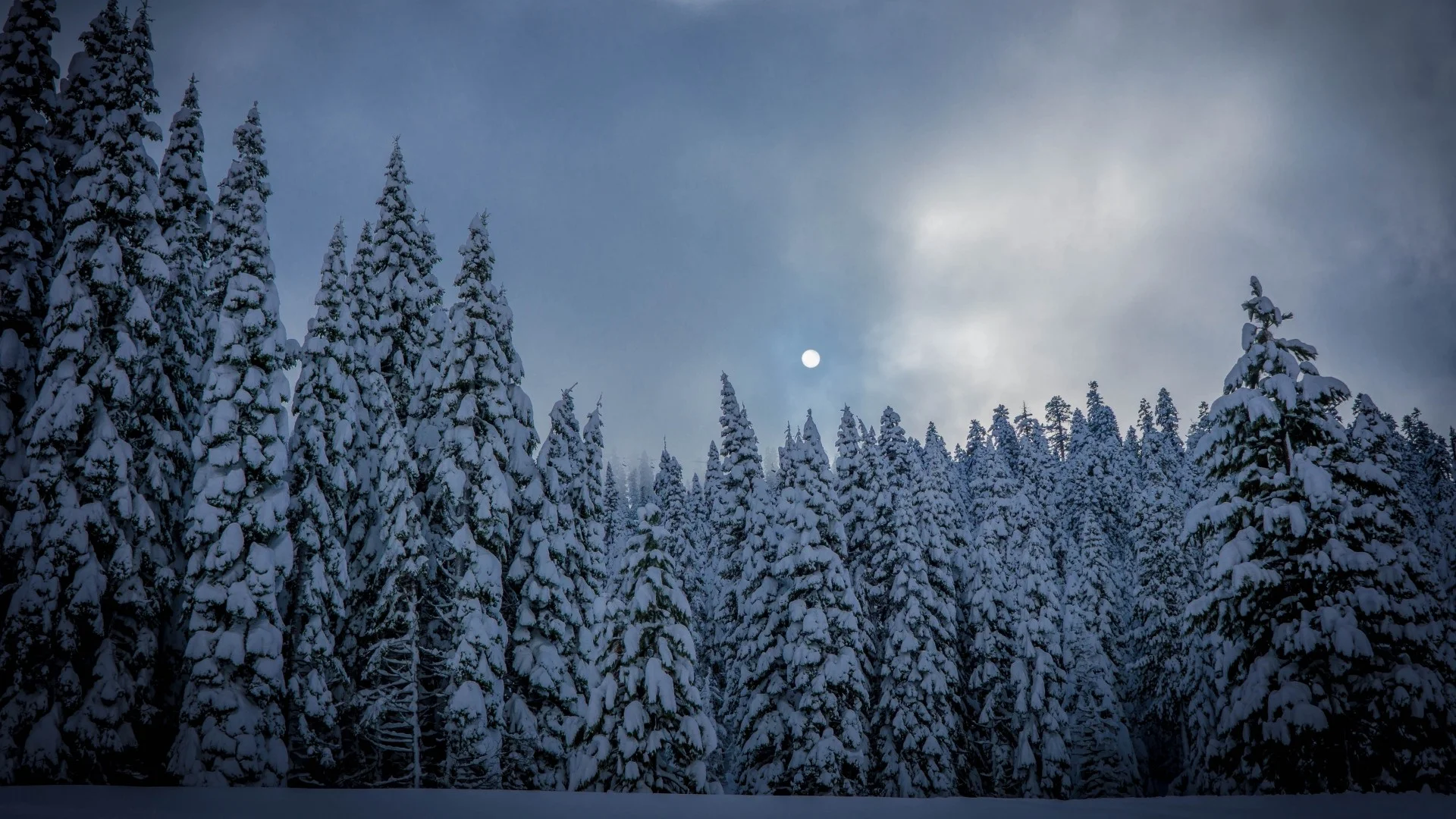 Preview wallpaper winter, fir, snow, forest 1920×1080