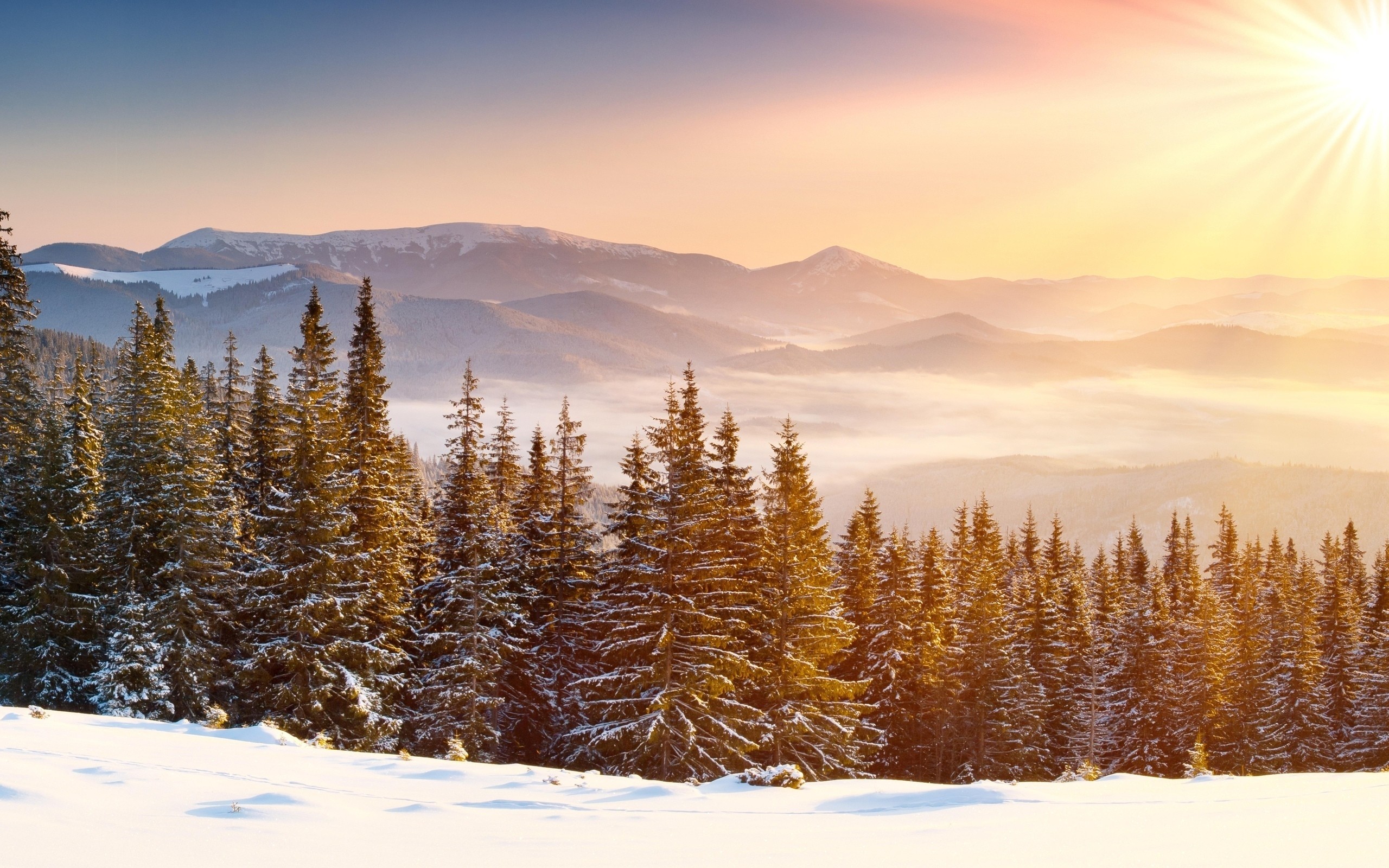 Winter Forest Snow - Free photo on Pixabay - Pixabay