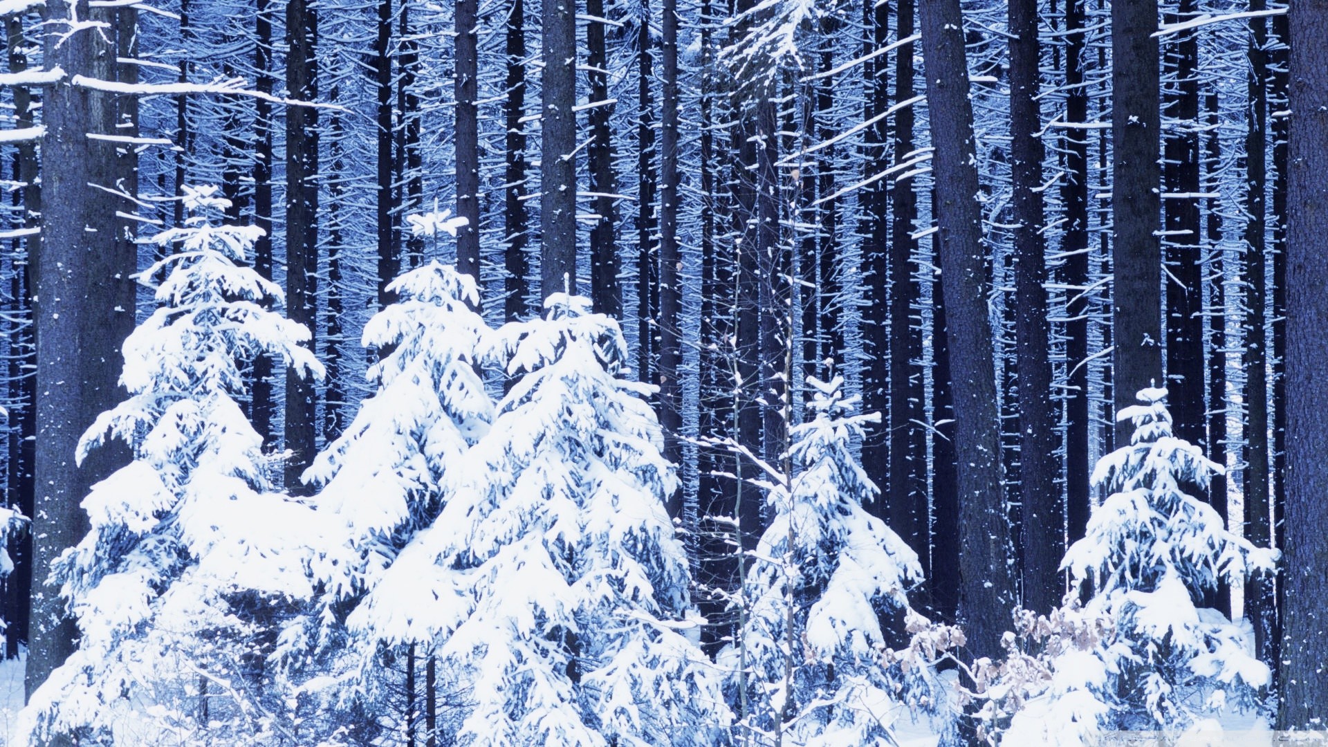 Snowy forest hd desktop wallpaper widescreen high definition