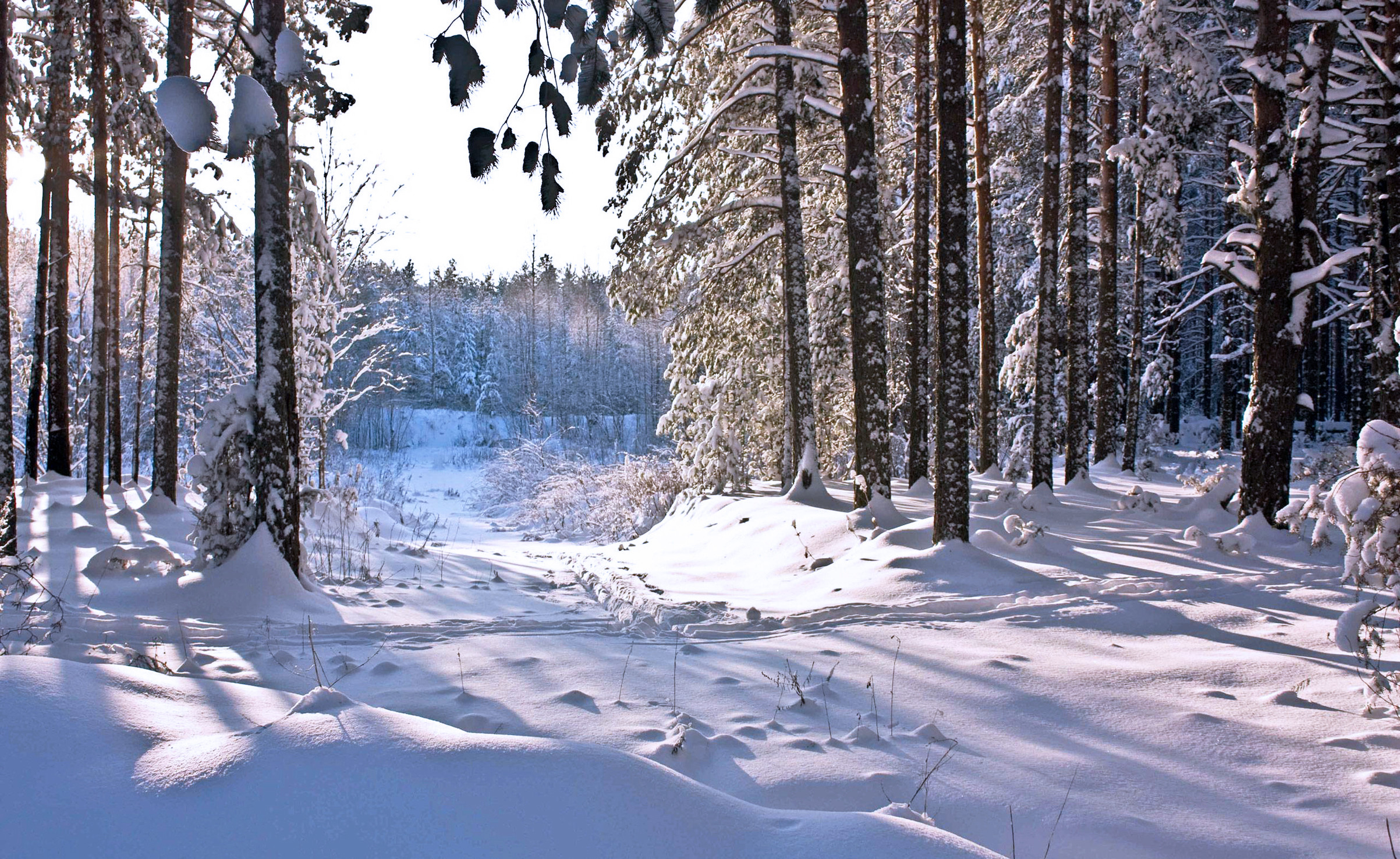 Wallpaper winter, snow, forest, winter, snow, forest, sun