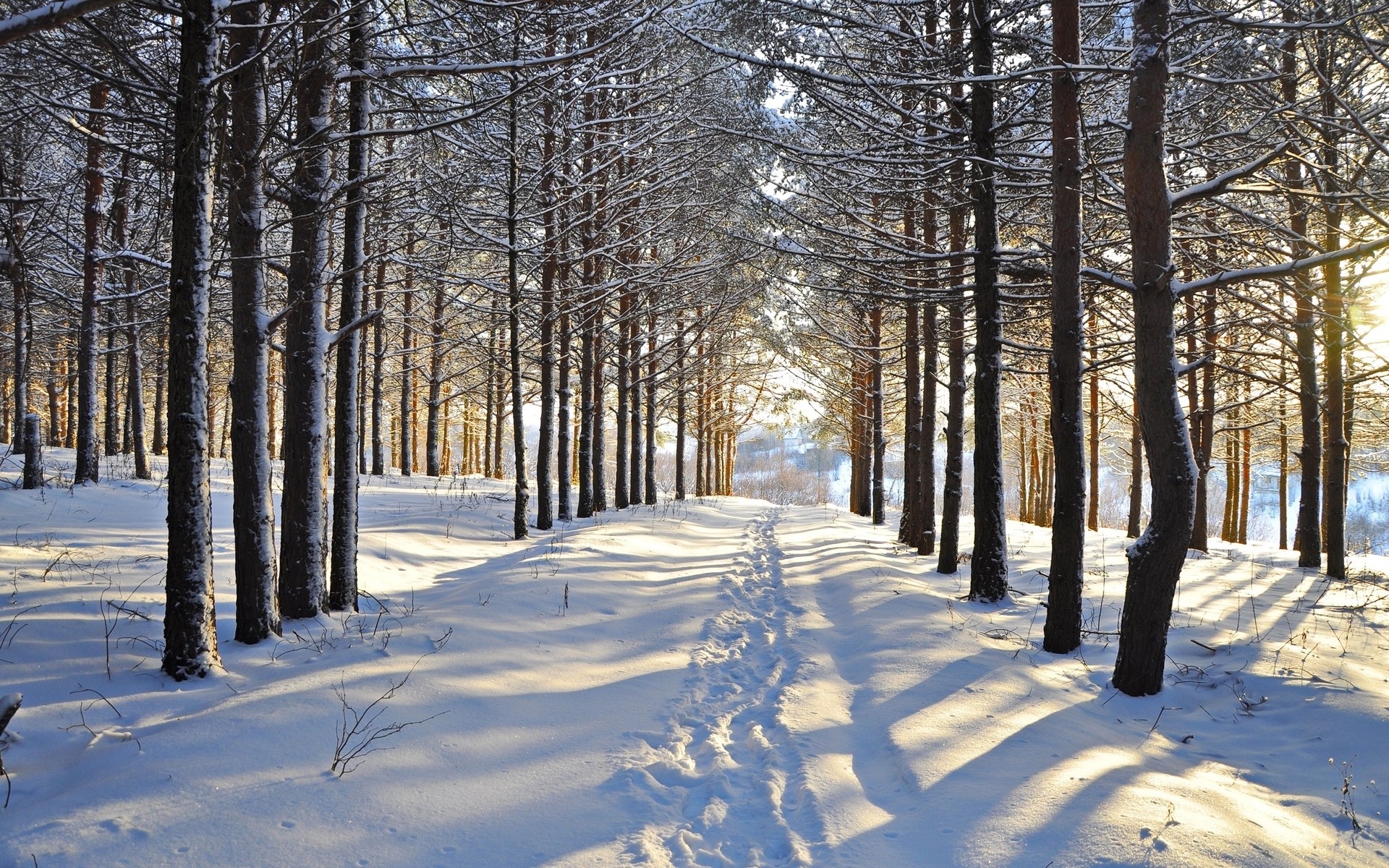 Snowy Forest Steps Vale Sunny wallpapers and stock photos