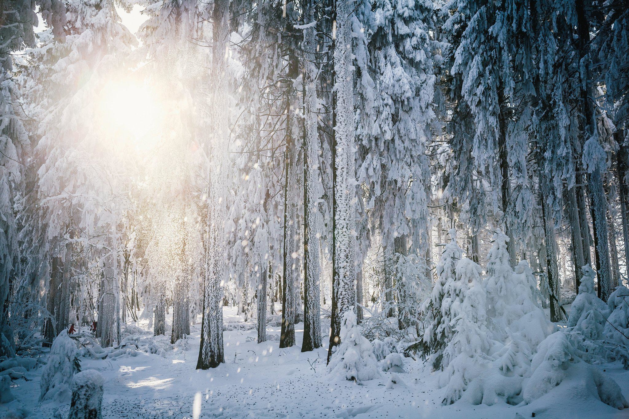 Sun Frost Winter Forest Trees Snow HD Background
