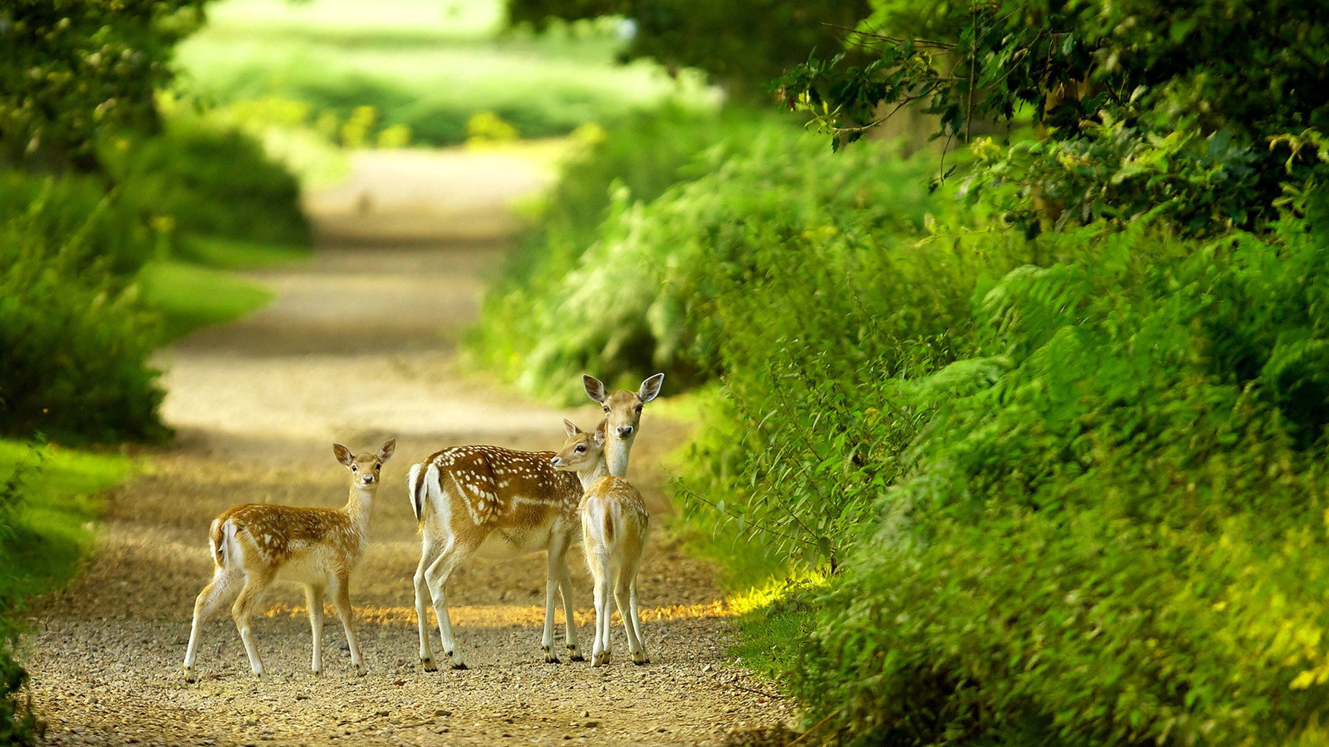 Beautiful baby deer pictures hd 1080p desktop