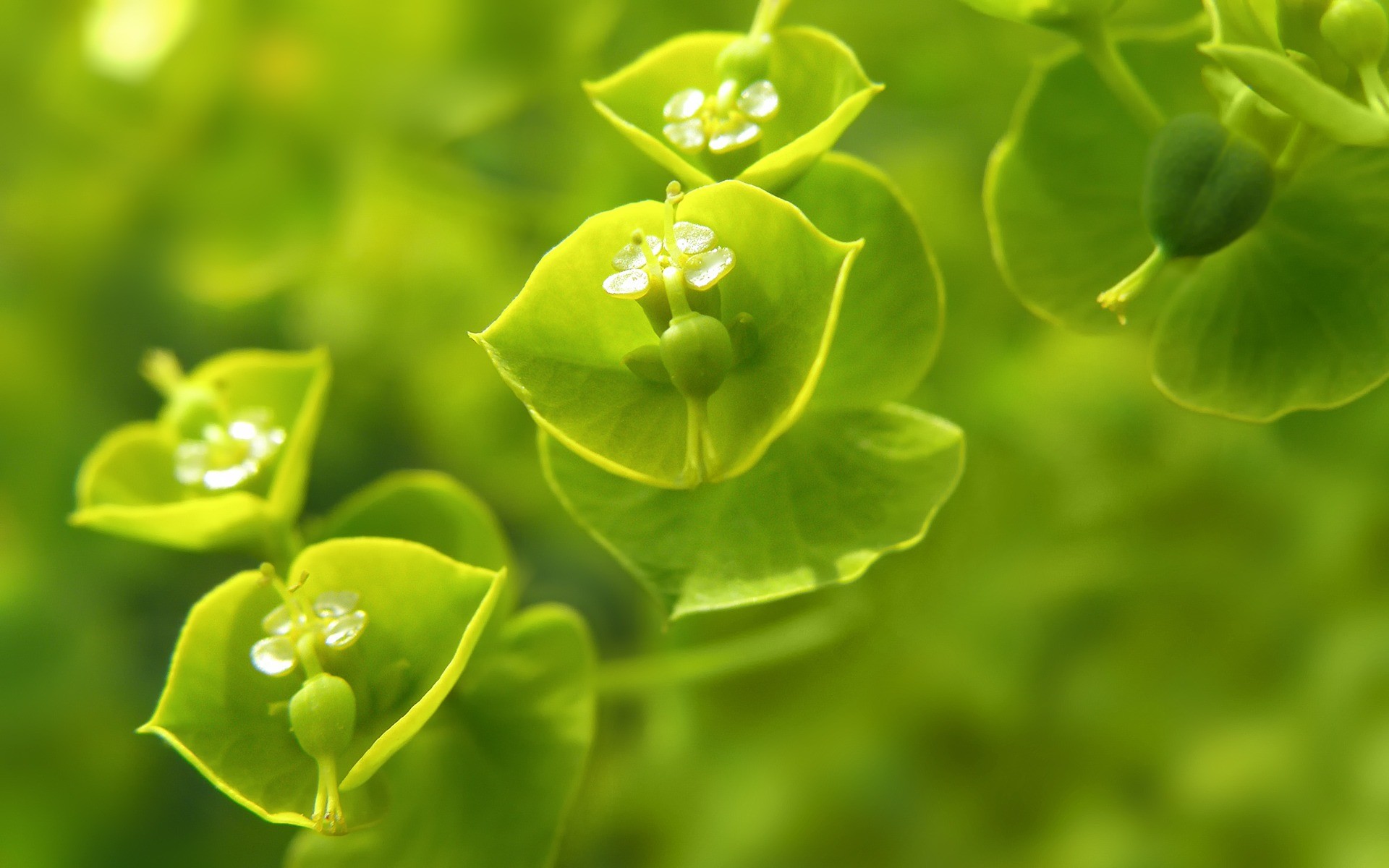 In The Green Wallpaper Plants Nature