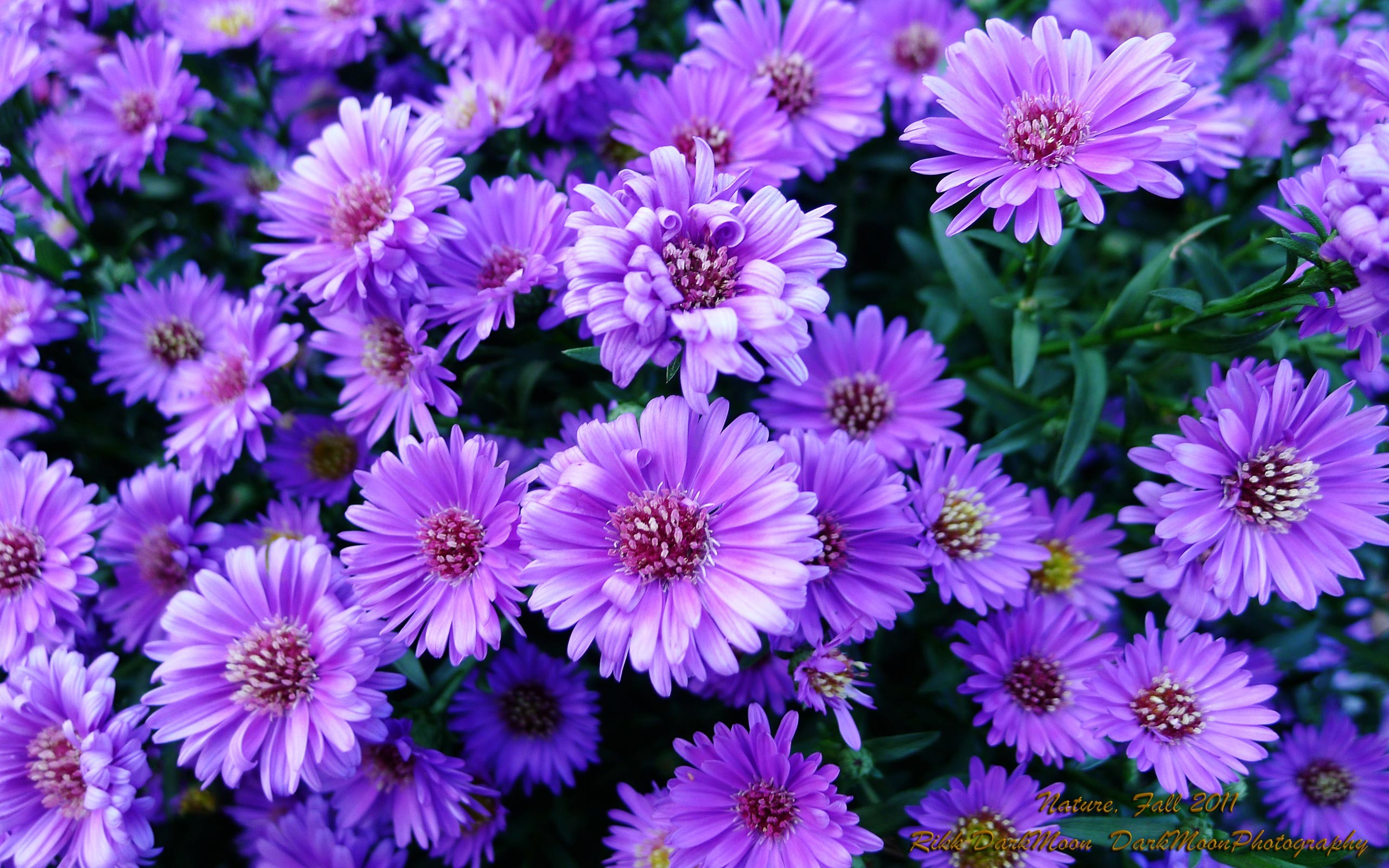 Purple Flowers Wallpaper