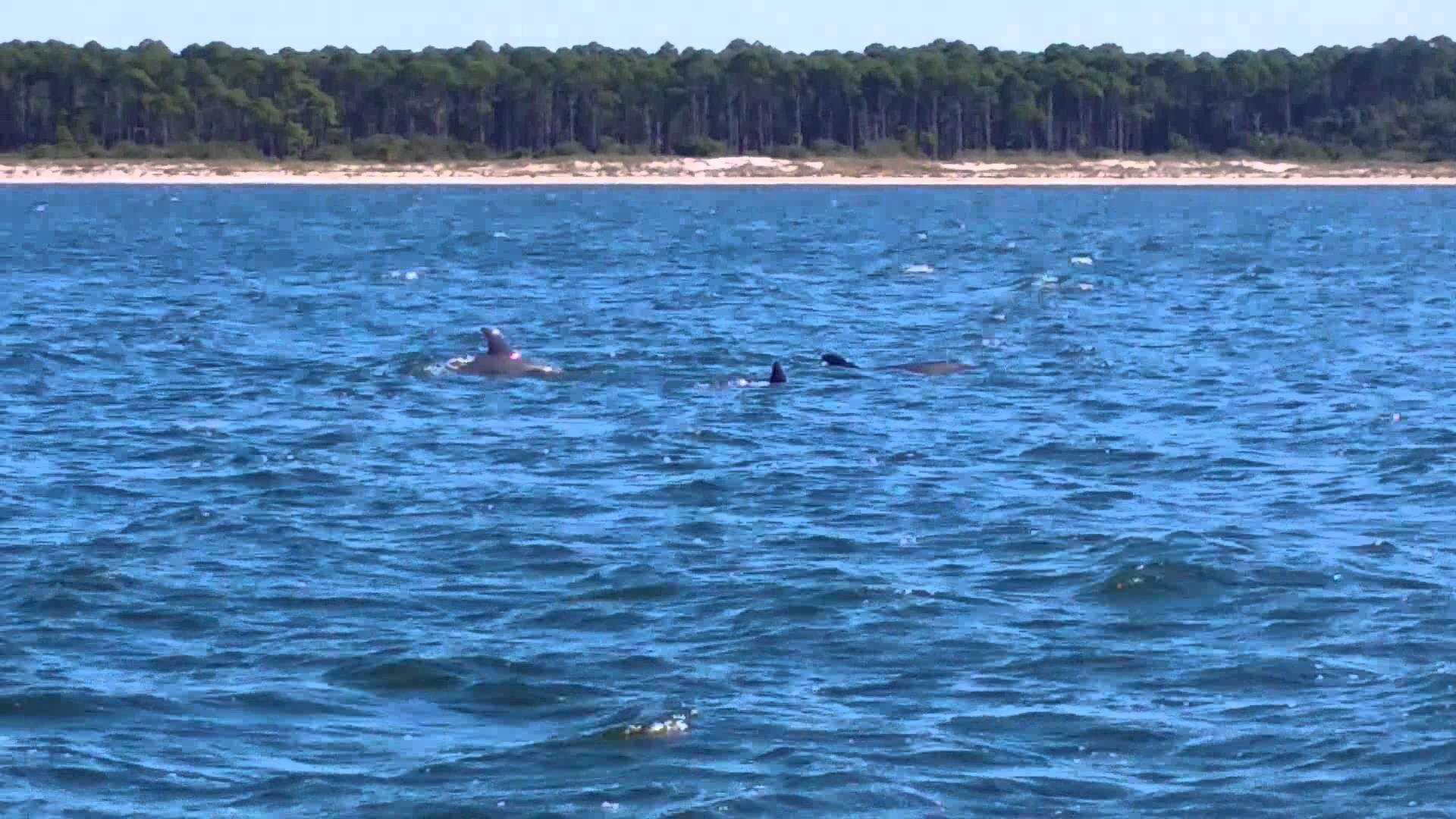 Dolphins at Crooked Island Mexico Beach FL