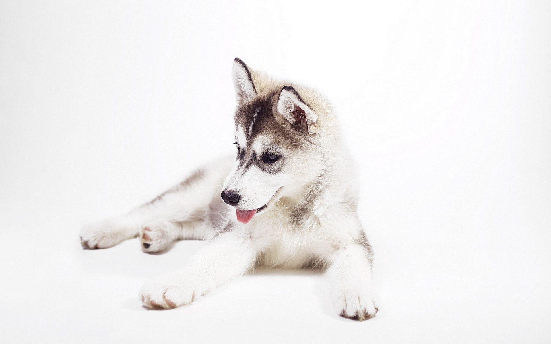 Husky Dog Wallpapers  Top Free Husky Dog Backgrounds  WallpaperAccess