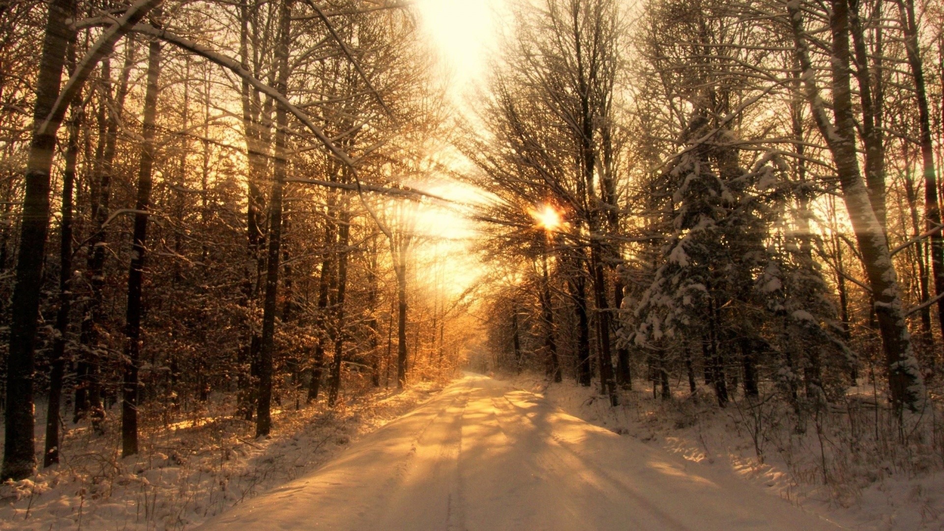 Winter Forest Road Sun Light