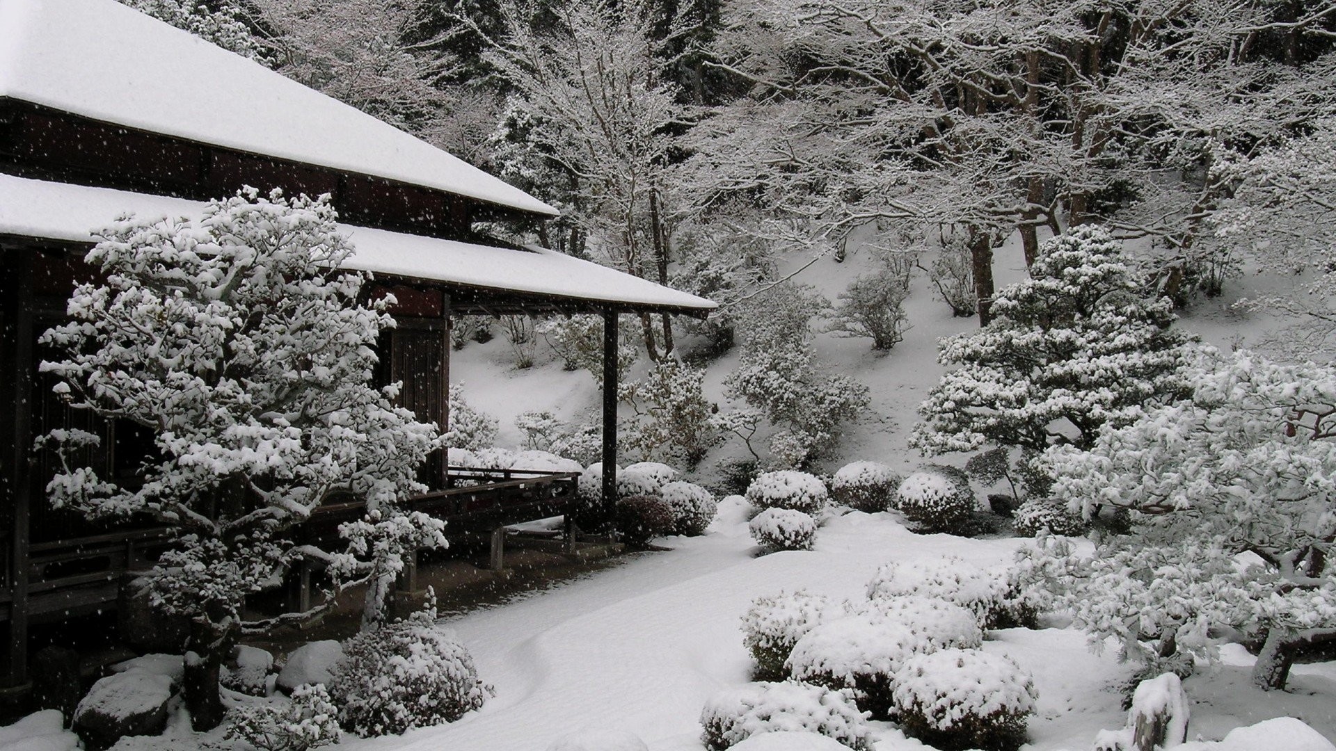Japan Snow