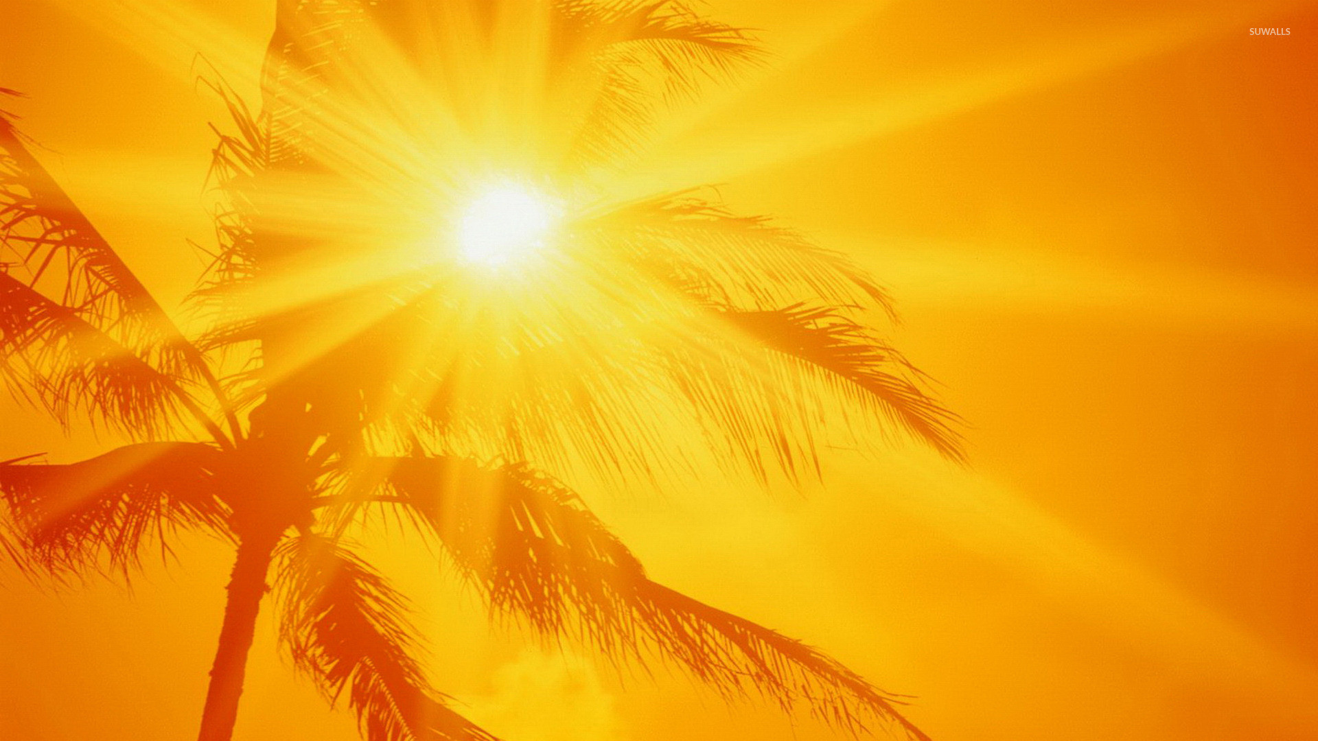 Sunlit palm tree wallpaper artistic wallpapers 20566