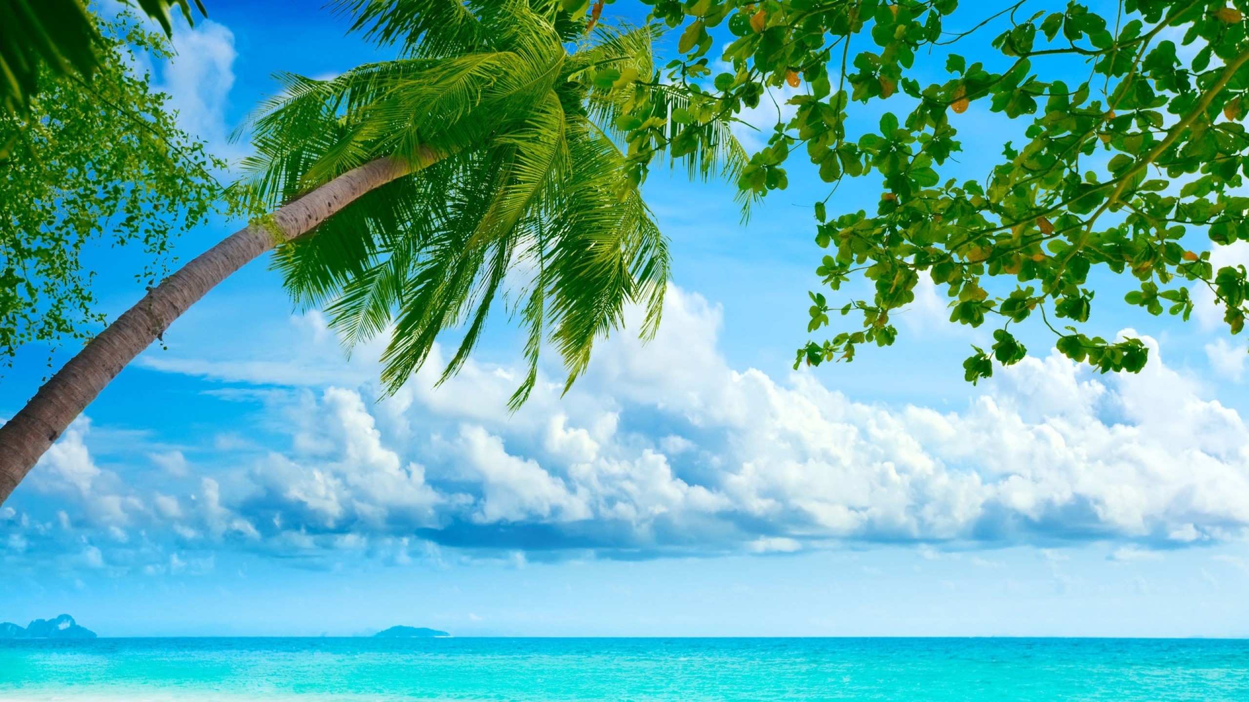 Preview wallpaper palm tree, coast, blue water, tropics, resort, relax,