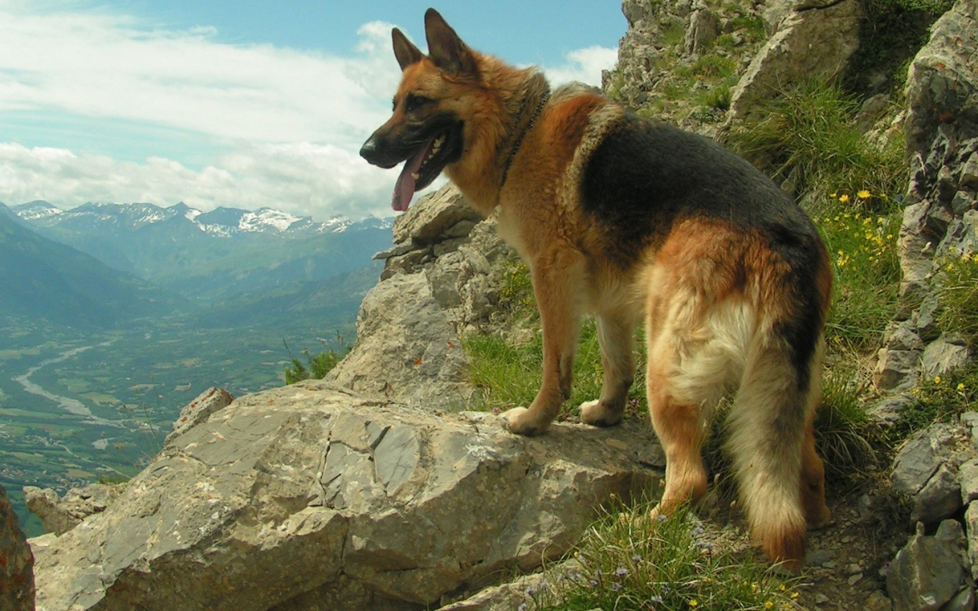 Beautiful German Shepherd Dog Images