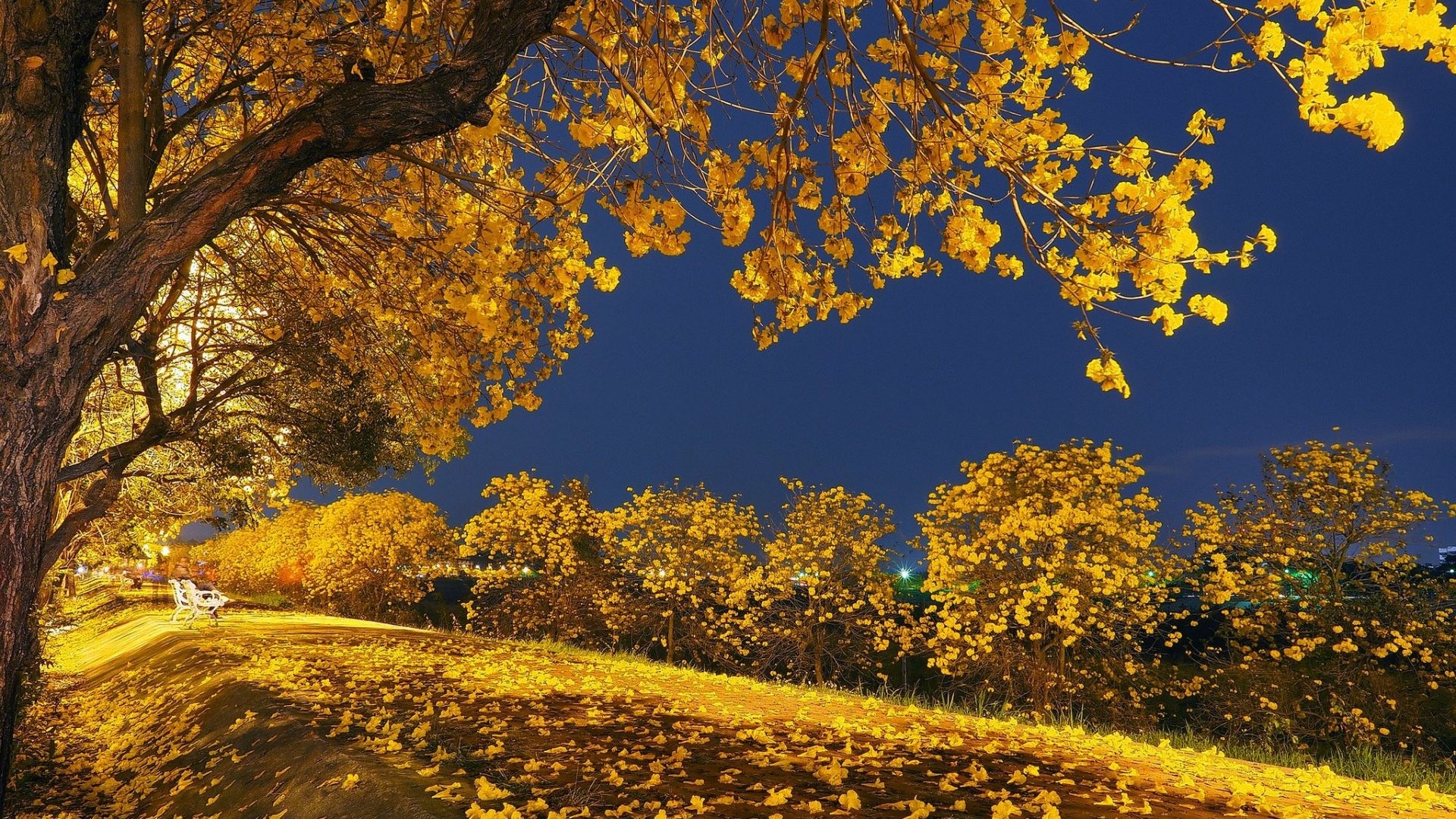 Romantic Tag – Falling Nature Night Yellow Trees Sky Tree Autumn Leaves  Tonight Park Landscape Fall