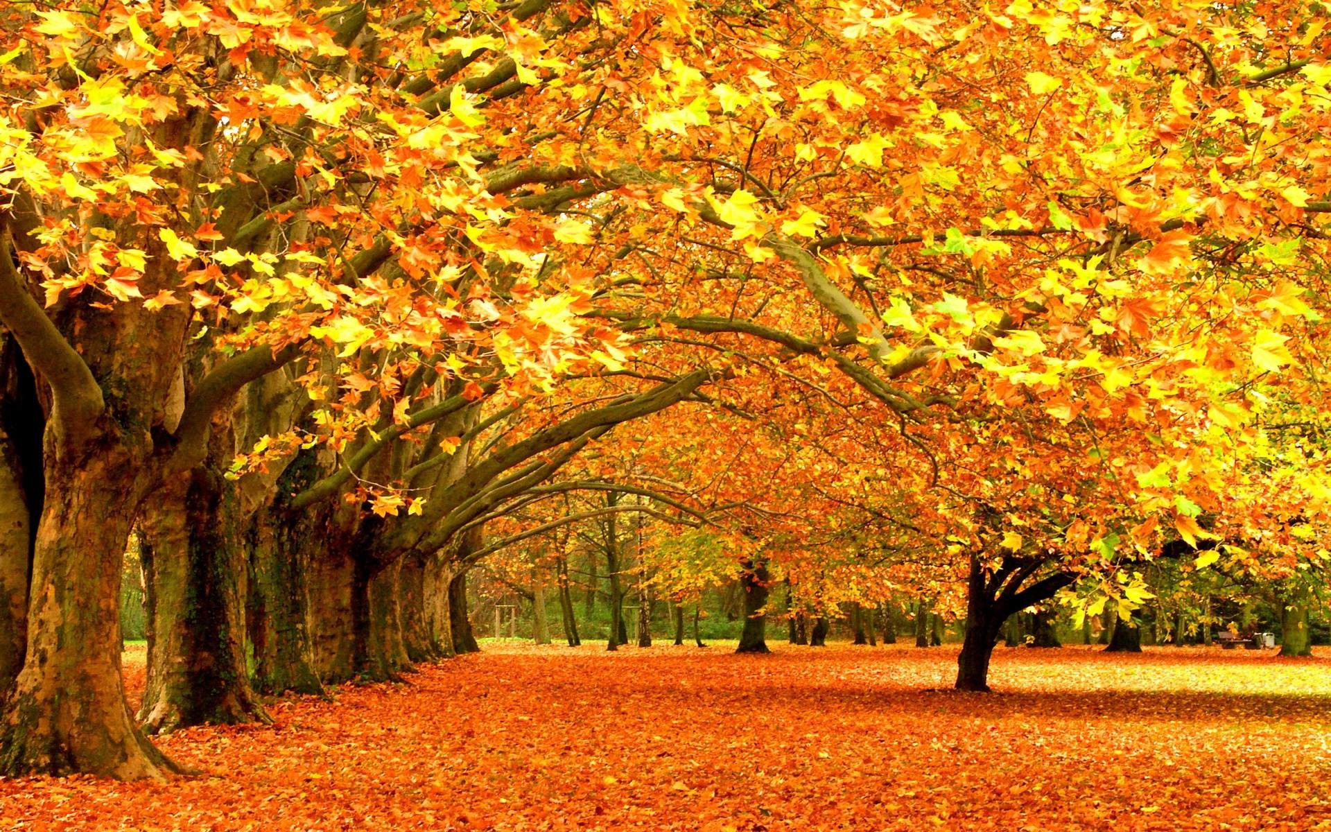 Fall Leaves Wallpaper 11 Free Desktop HD Wallpaper for