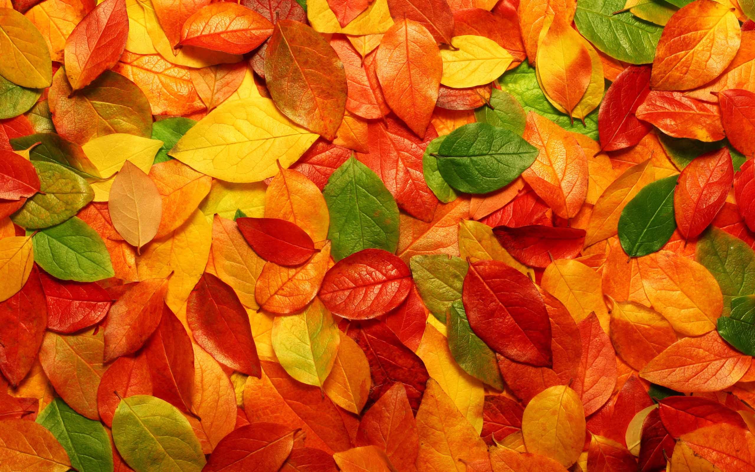 Free Desktop Wallpapers Autumn – Wallpaper Cave