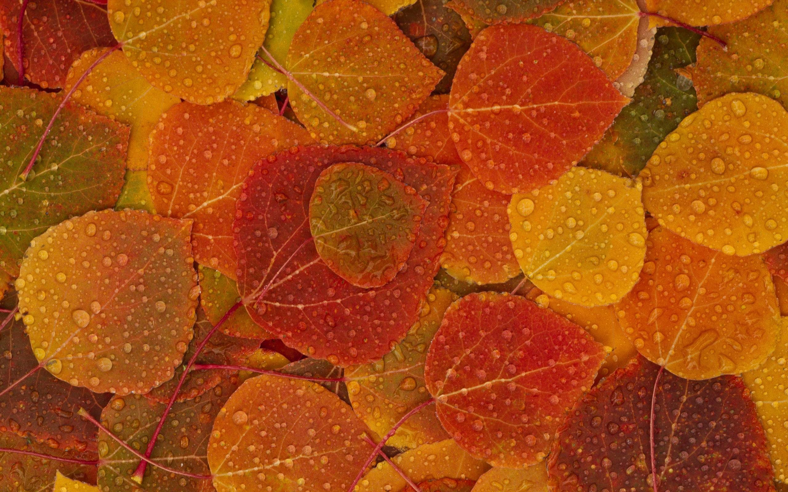 Water drops on leaves desktop wallpaper 15700
