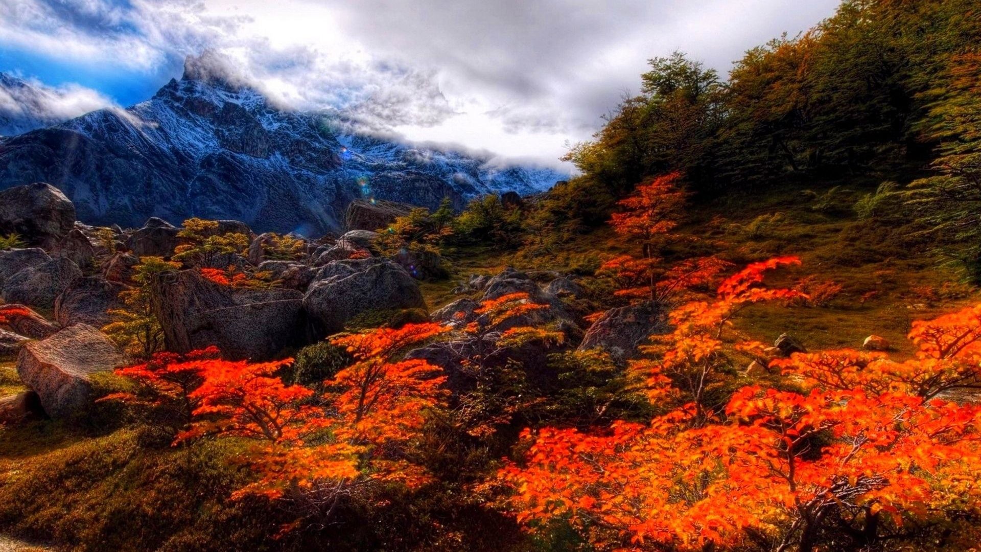 Seasons Tag – Fall Forest Landscape Leaf Autumn Nature Season Leaves Tree Seasons Color Desktop Wallpaper