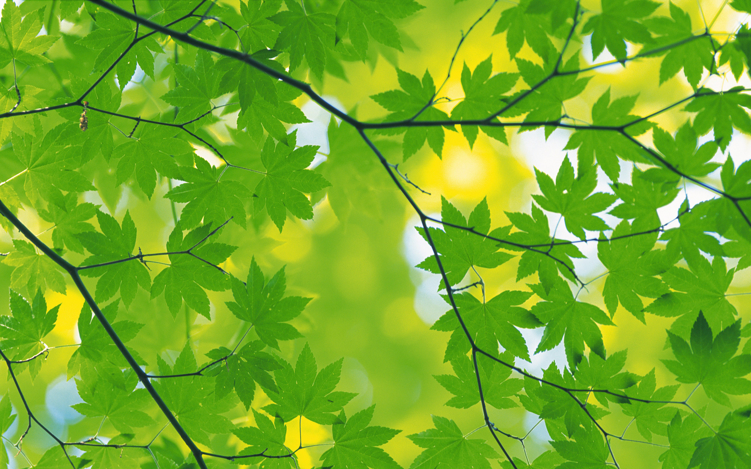 Leaf Autumn Leaves Desktop Wallpaper