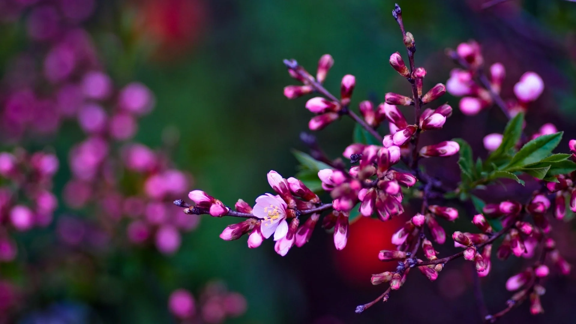 Pink Flowers Spring HD Desktop Wallpapers for Widescreen