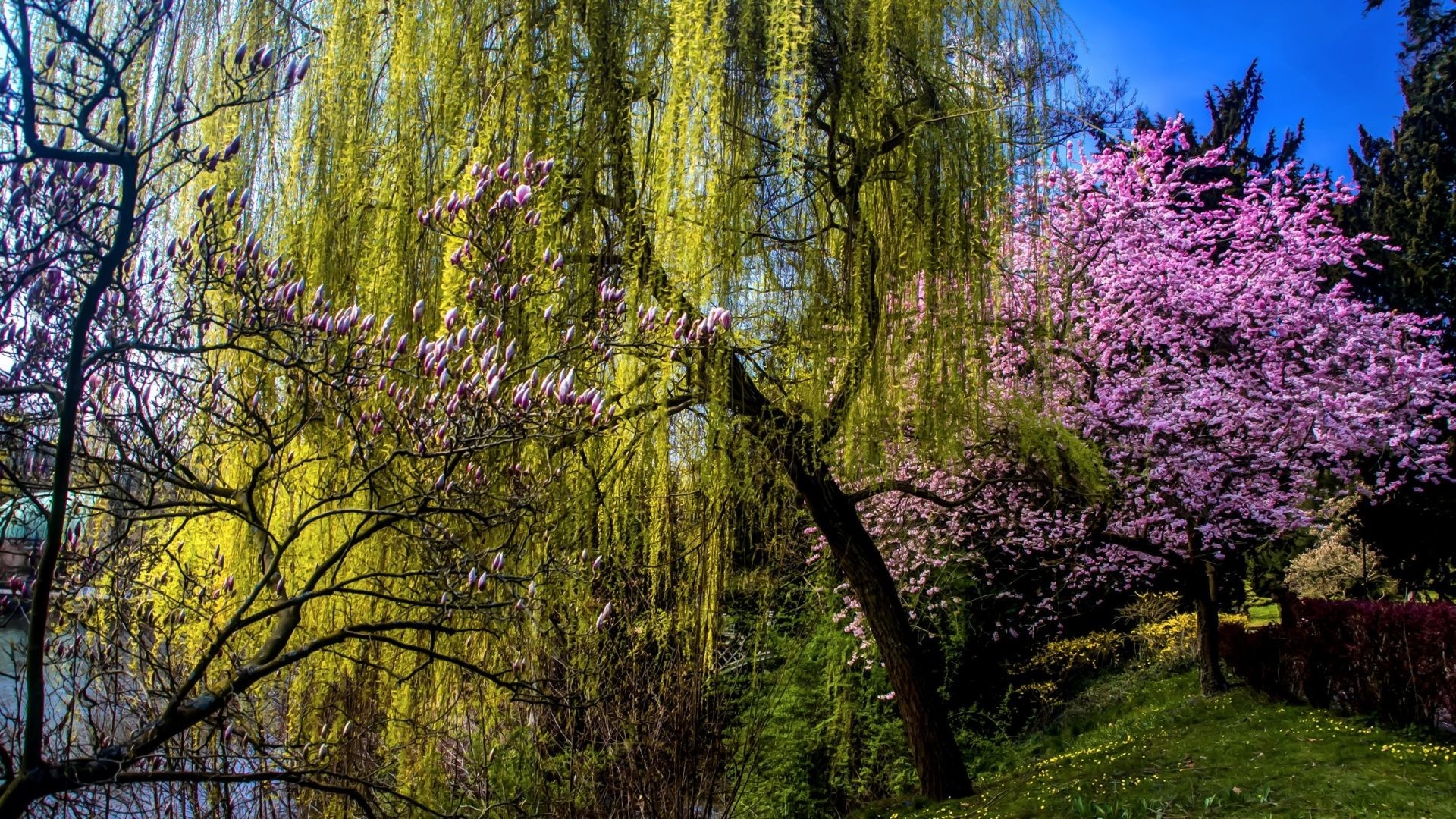 Flowering Tag – Spring Trees Flowering Nature Desktop Backgrounds Download  for HD 16:9 High
