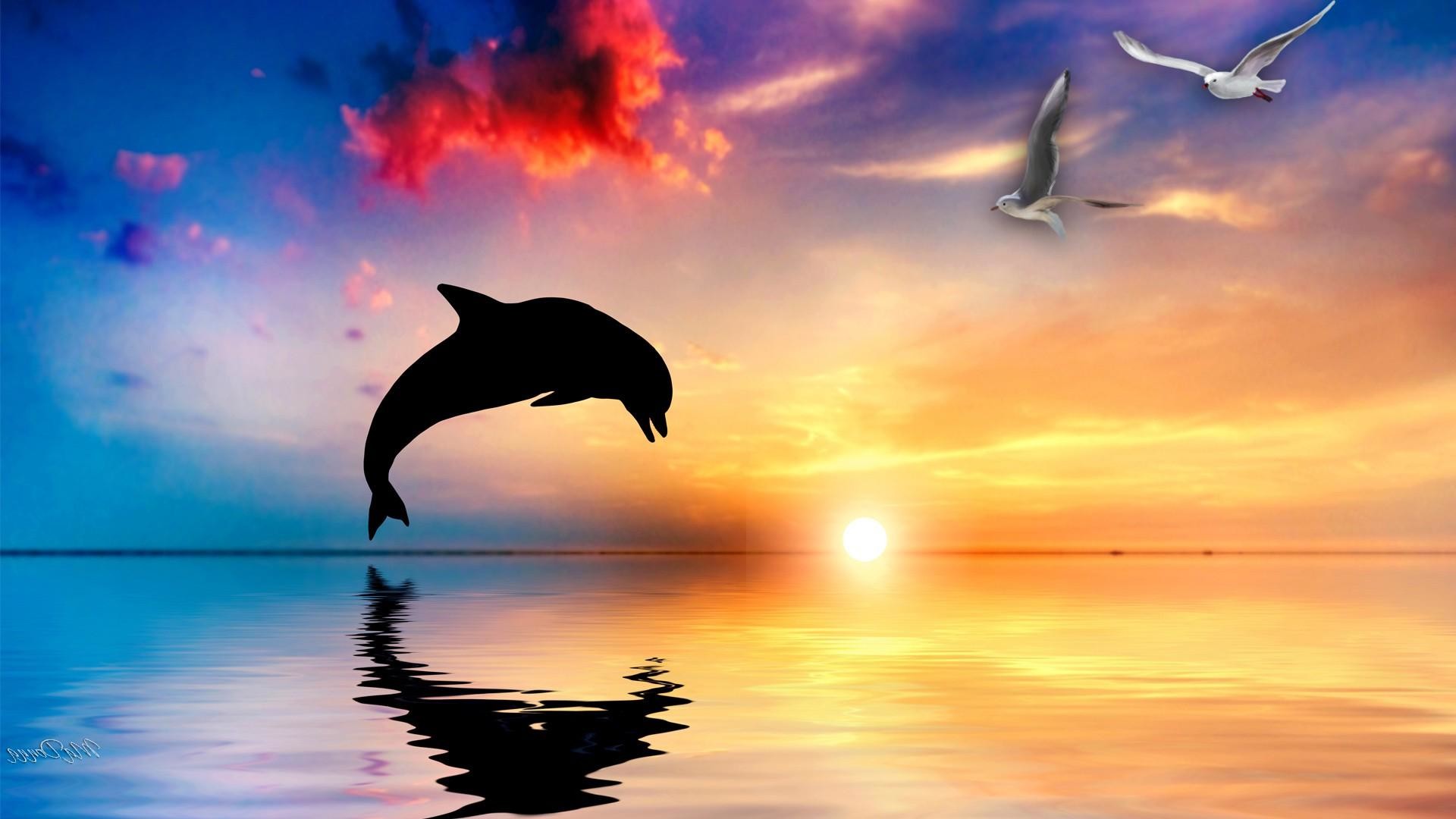 Dolphin HD Wallpapers and Backgrounds | HD Wallpapers | Pinterest |  Wallpaper, Hd wallpaper and Wallpaper backgrounds