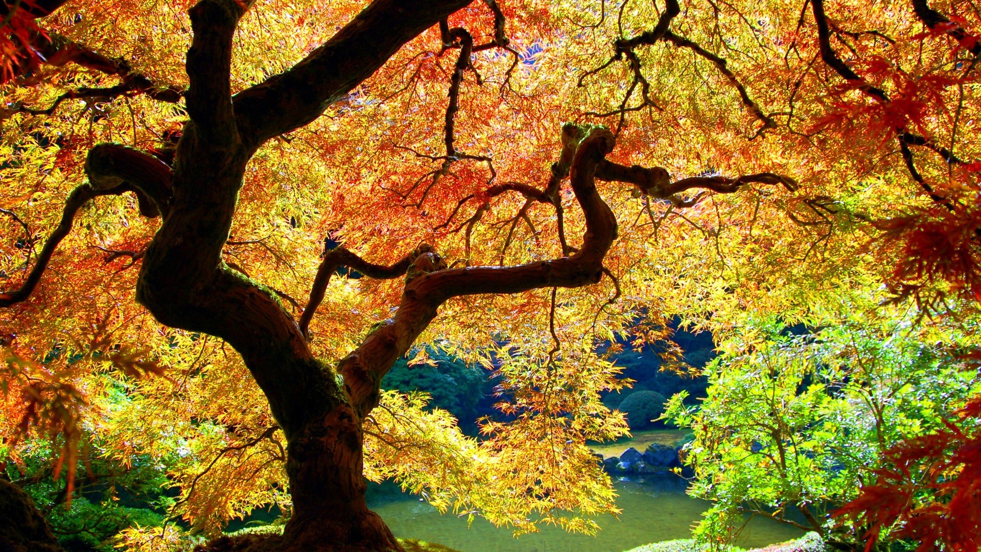 Japanese Maple Wallpaper Plants Nature Wallpapers
