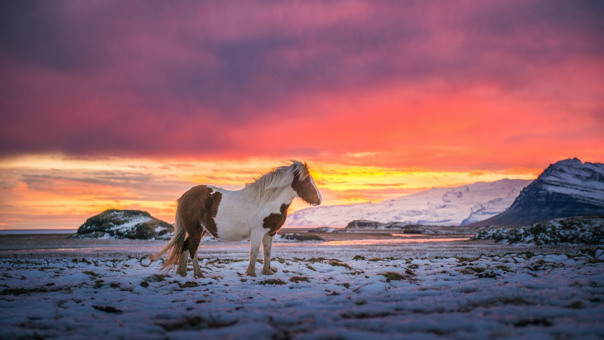 Horse in Iceland
