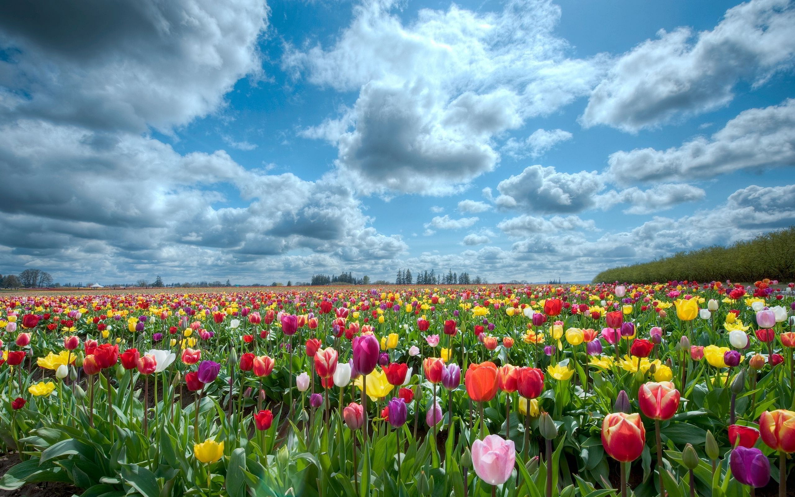 Tulips scenery Wallpapers Pictures