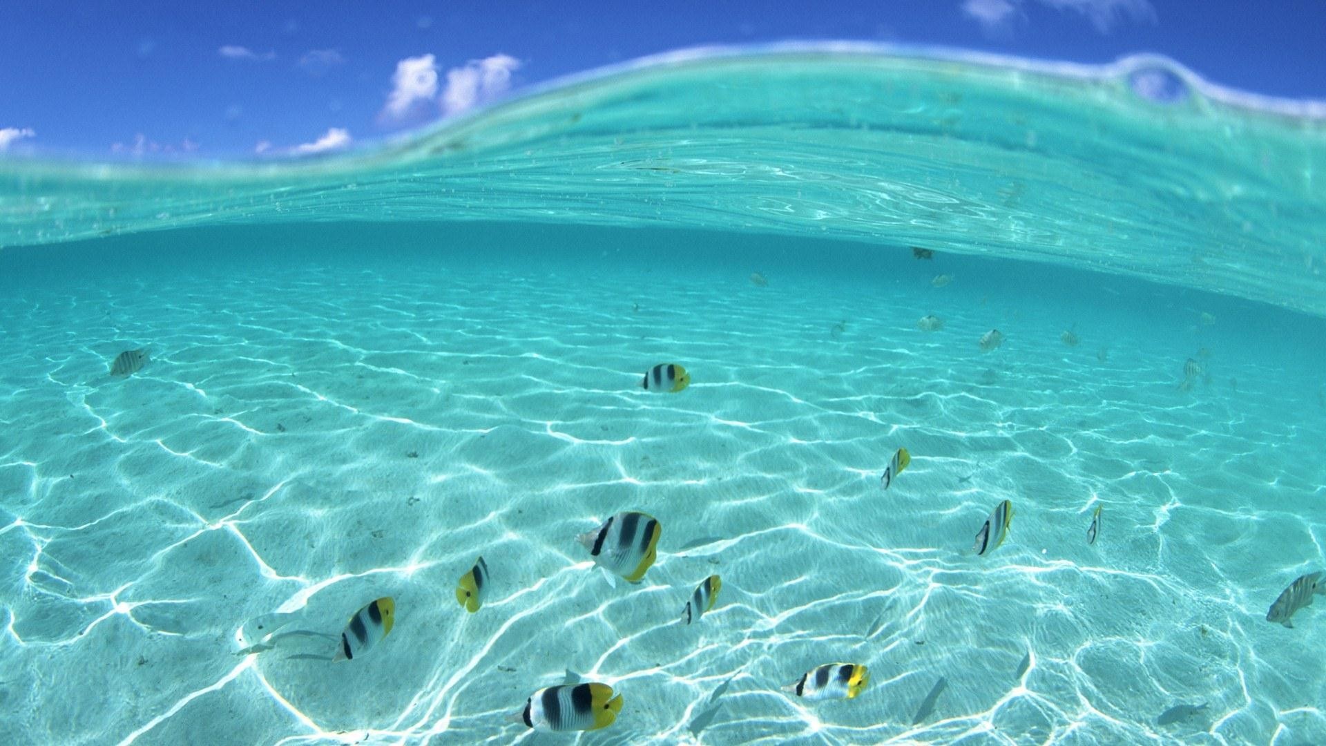 Pacific Ocean Underwater Animals HD Wide Wallpaper for Widescreen (52  Wallpapers) – HD Wallpapers
