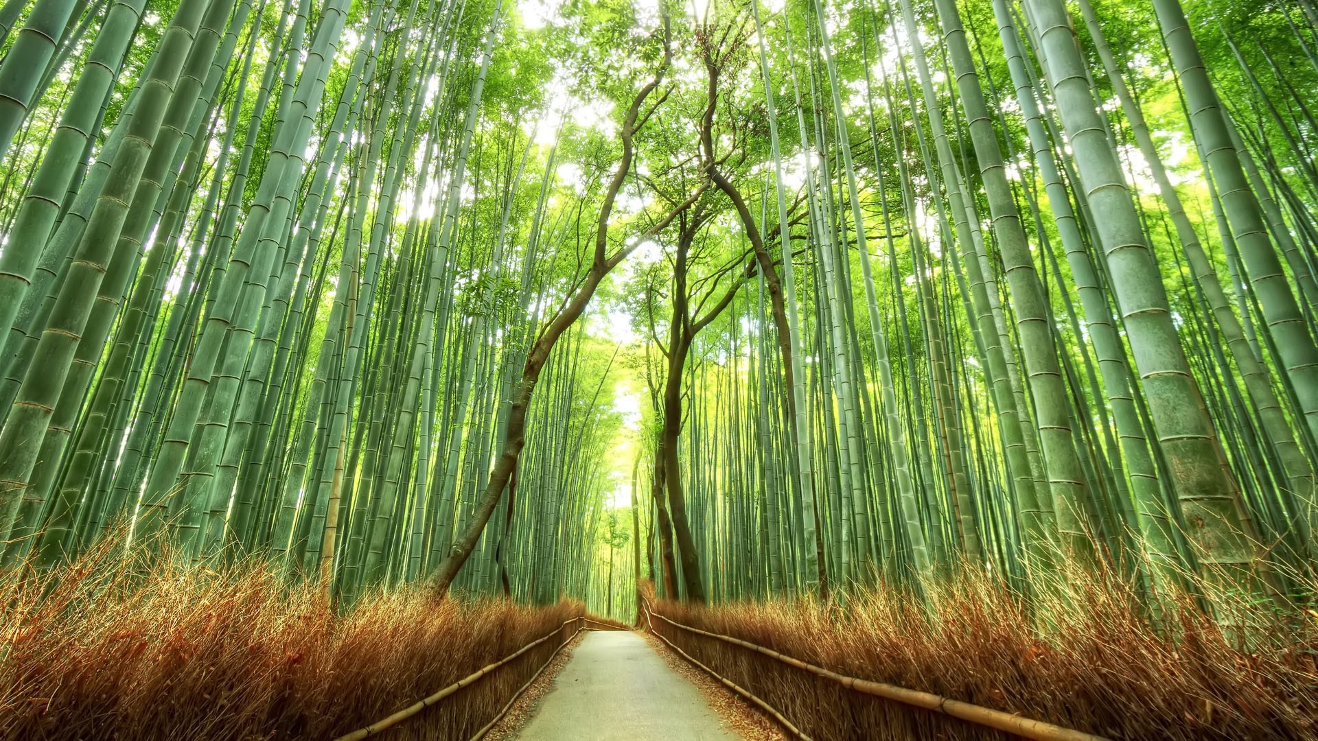 Beautiful Bamboo Forest Japan HD Desktop Wallpaper Background download