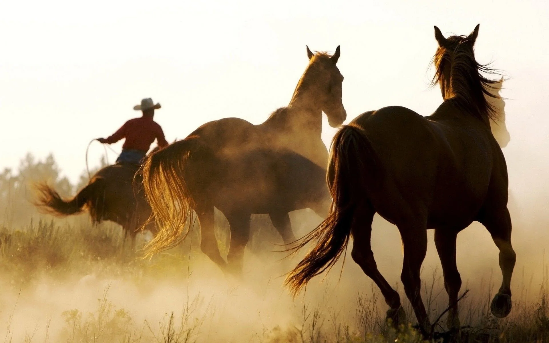 horse, Animals, Cowboys, Western Wallpapers HD
