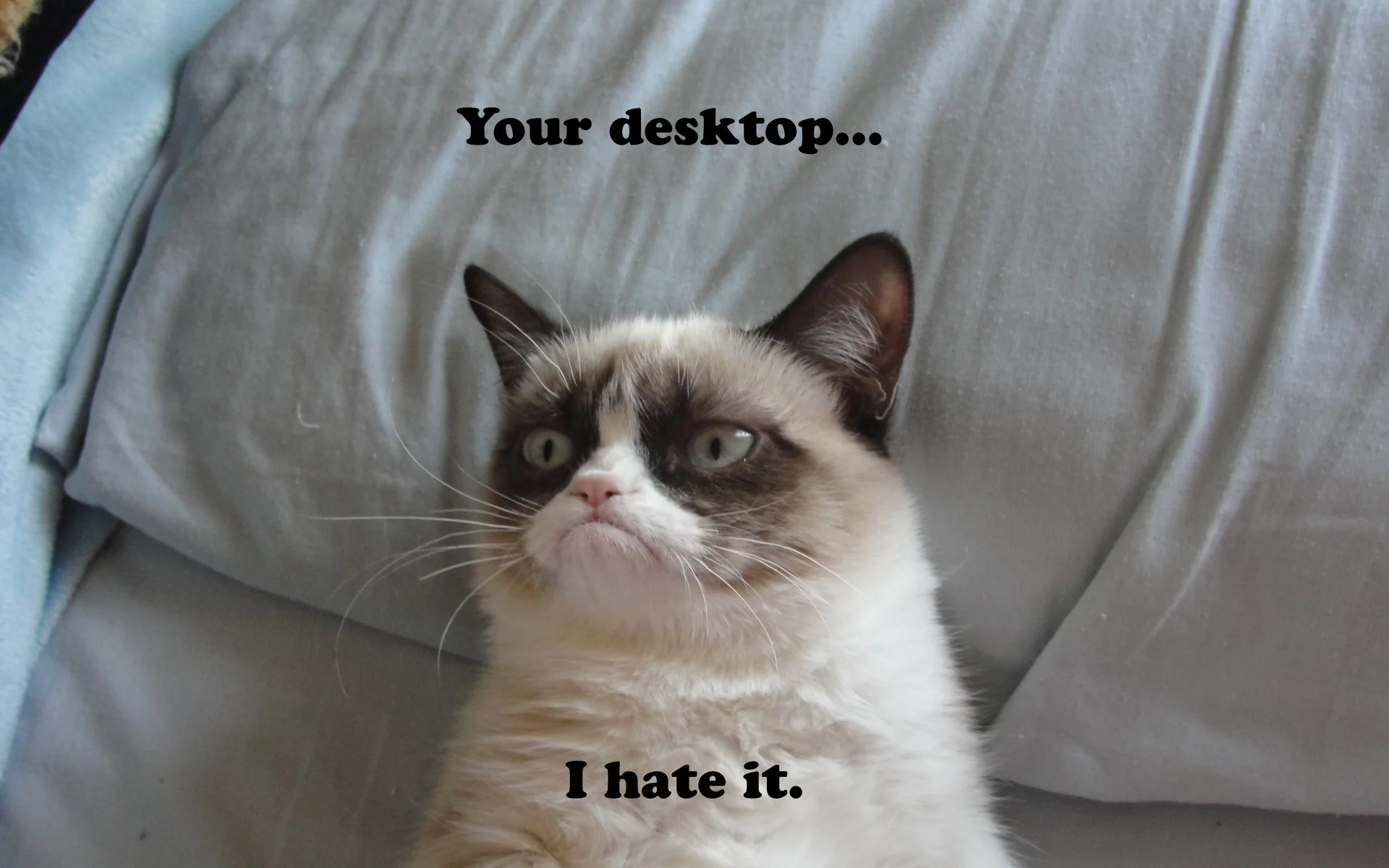 Grumpy Cat Meme Pictures humor funny cats wallpaper